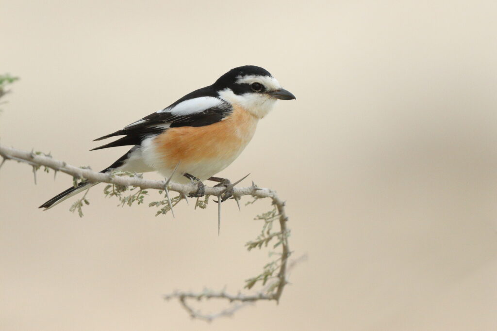 Masked Shrike. Qatar, 25 March 2013 © Neil G. Morris.