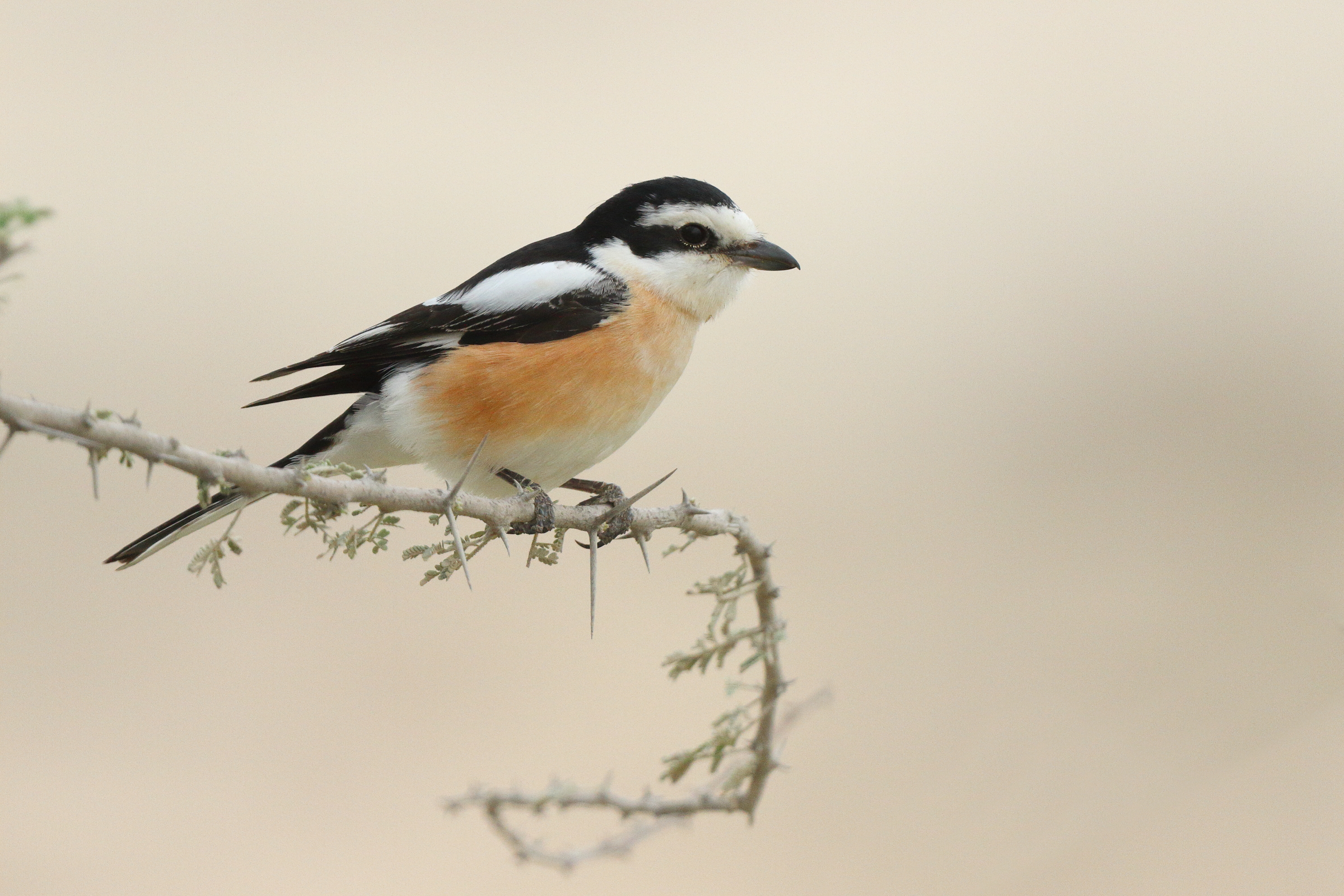 Masked Shrike. Qatar, 25 March 2013 © Neil G. Morris.