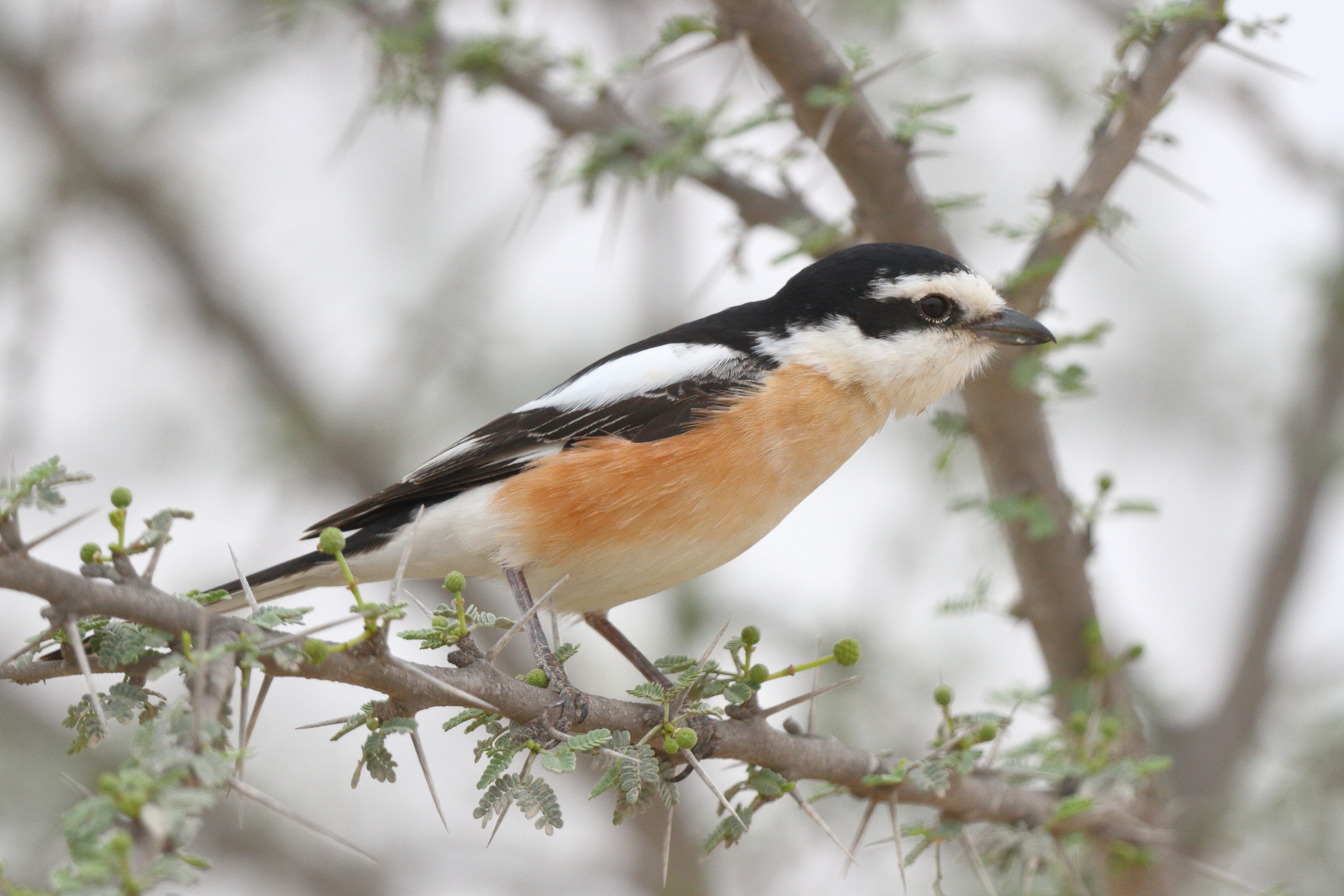 Masked Shrike. Qatar, 25 March 2013 © Neil G. Morris.
