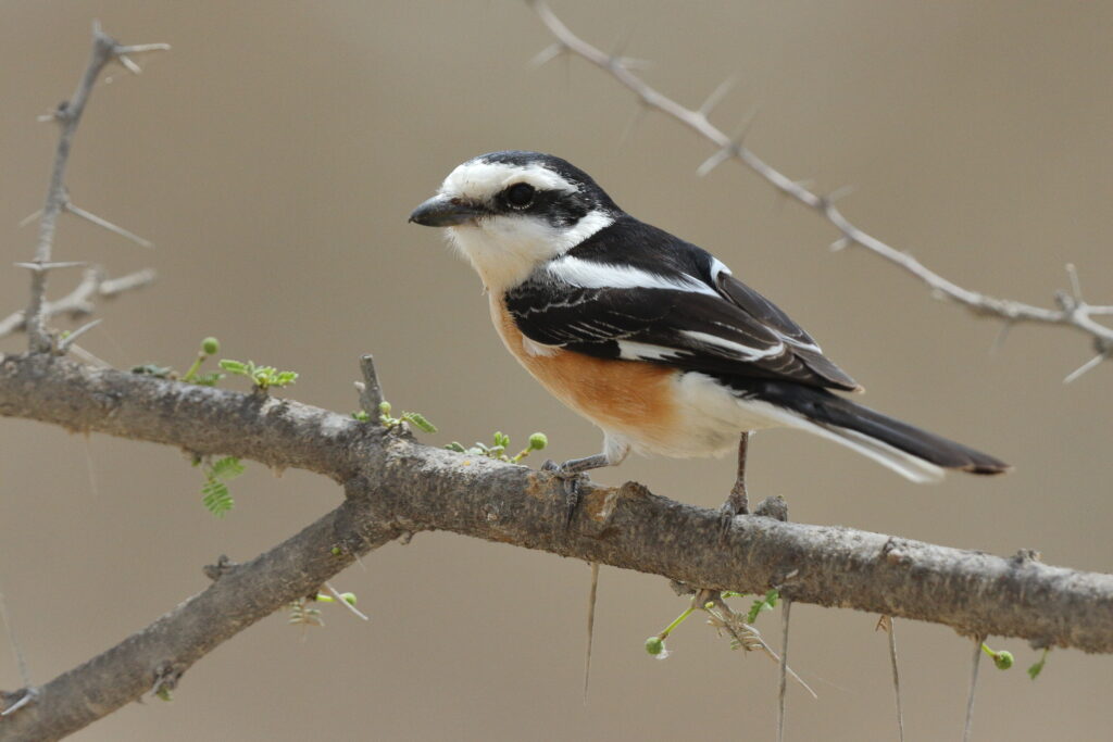 Masked Shrike. Qatar, 25 March 2013 © Neil G. Morris.