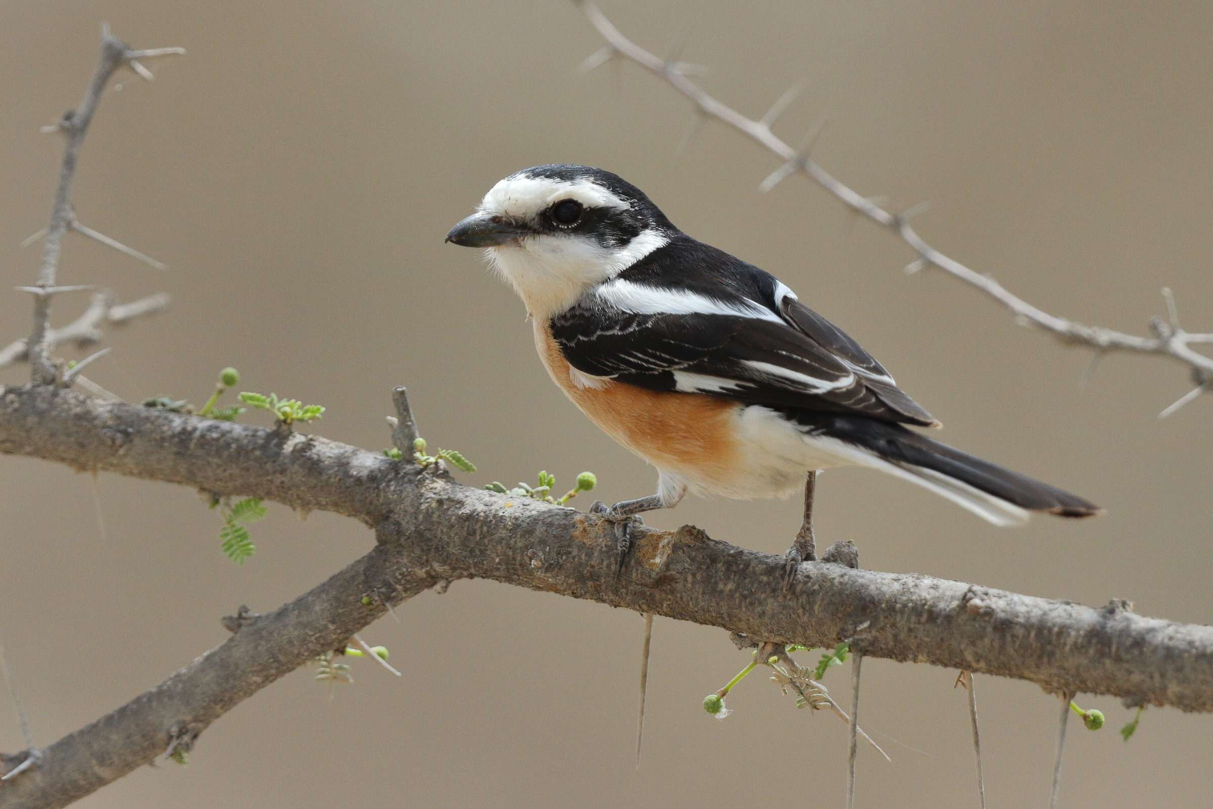 Masked Shrike. Qatar, 25 March 2013 © Neil G. Morris.