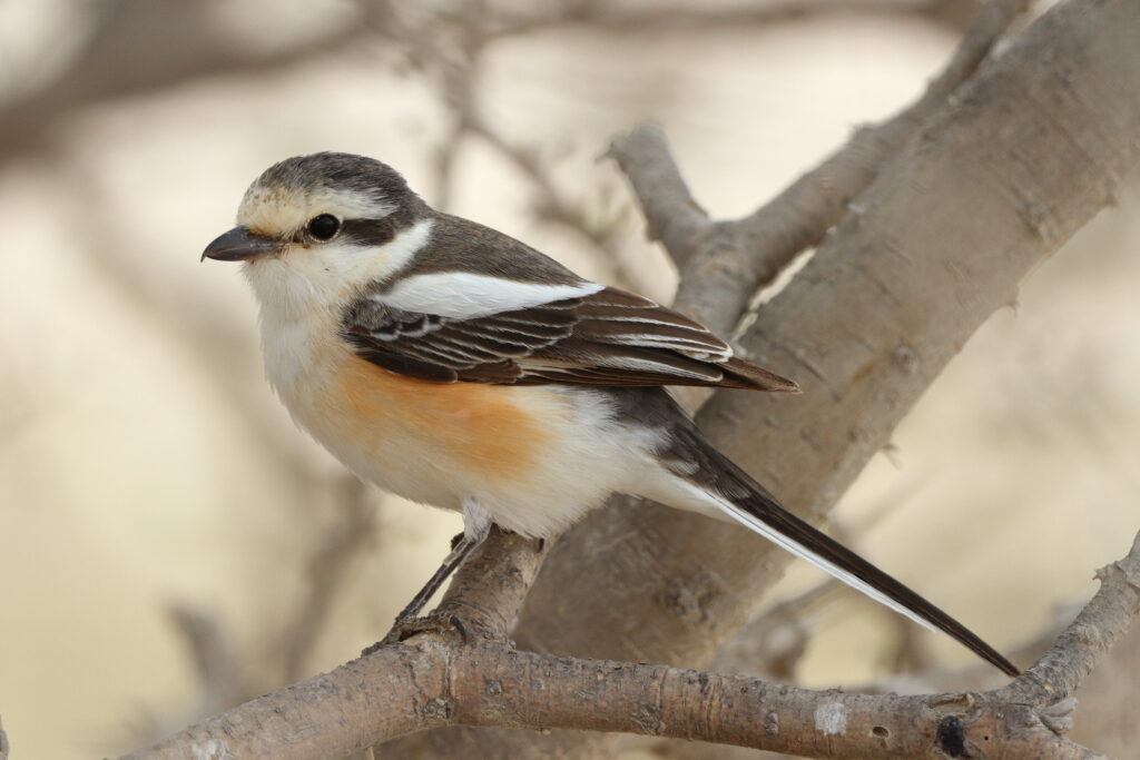Masked Shrike. Qatar, 30 April 2013 © Neil G. Morris.