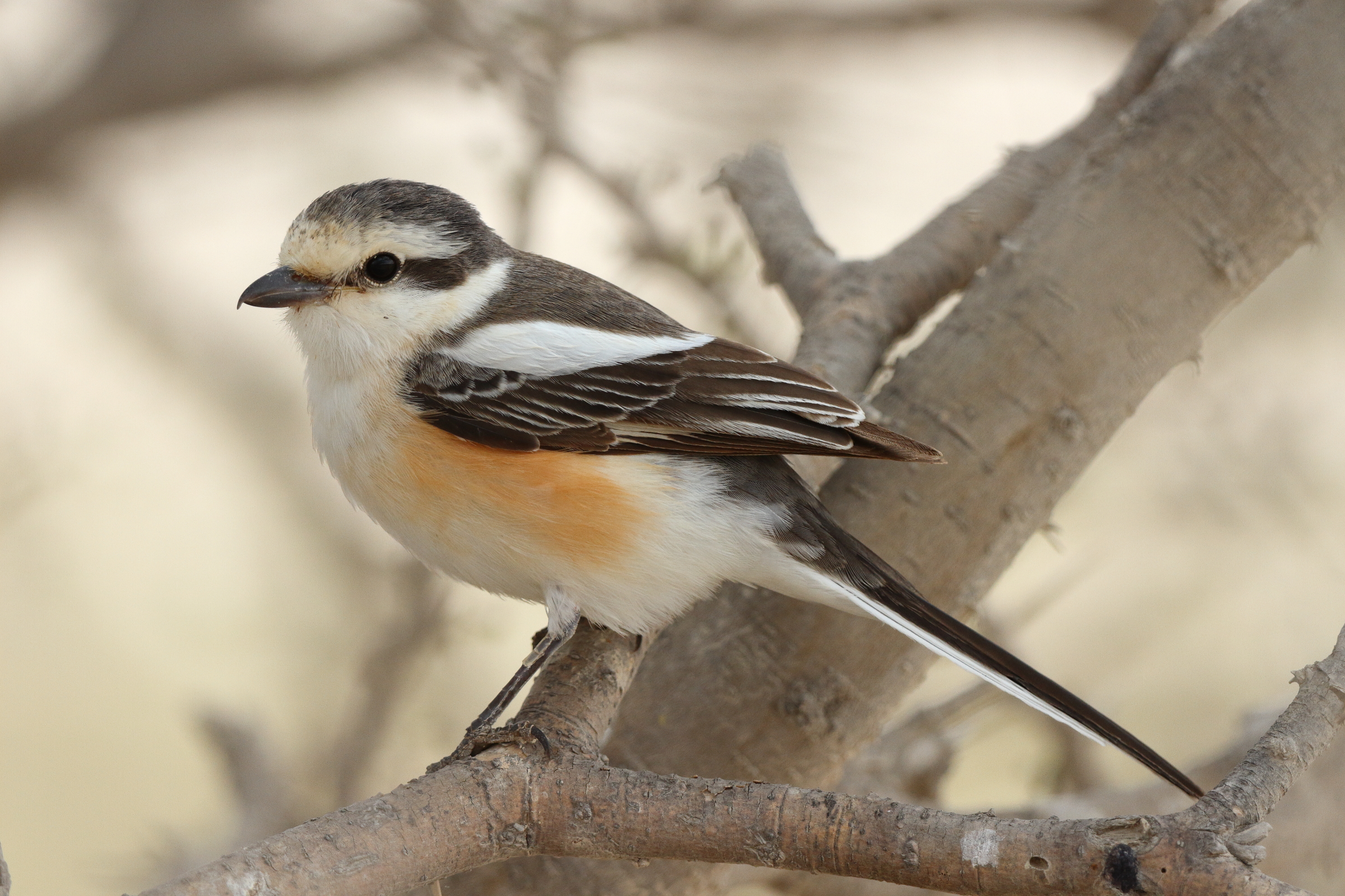 Masked Shrike. Qatar, 30 April 2013 © Neil G. Morris.