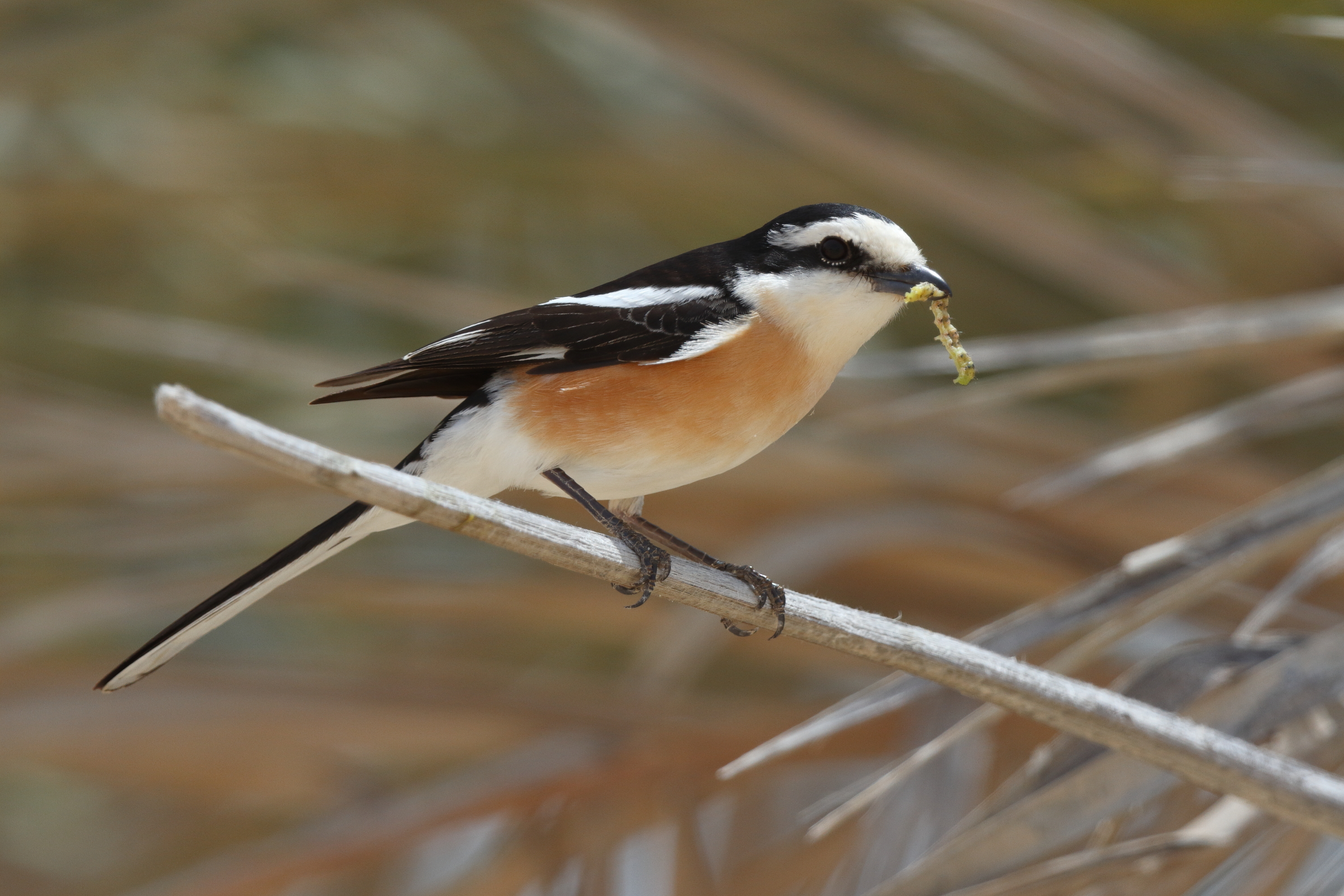 Masked Shrike. Qatar, 05 May 2013 © Neil G. Morris.