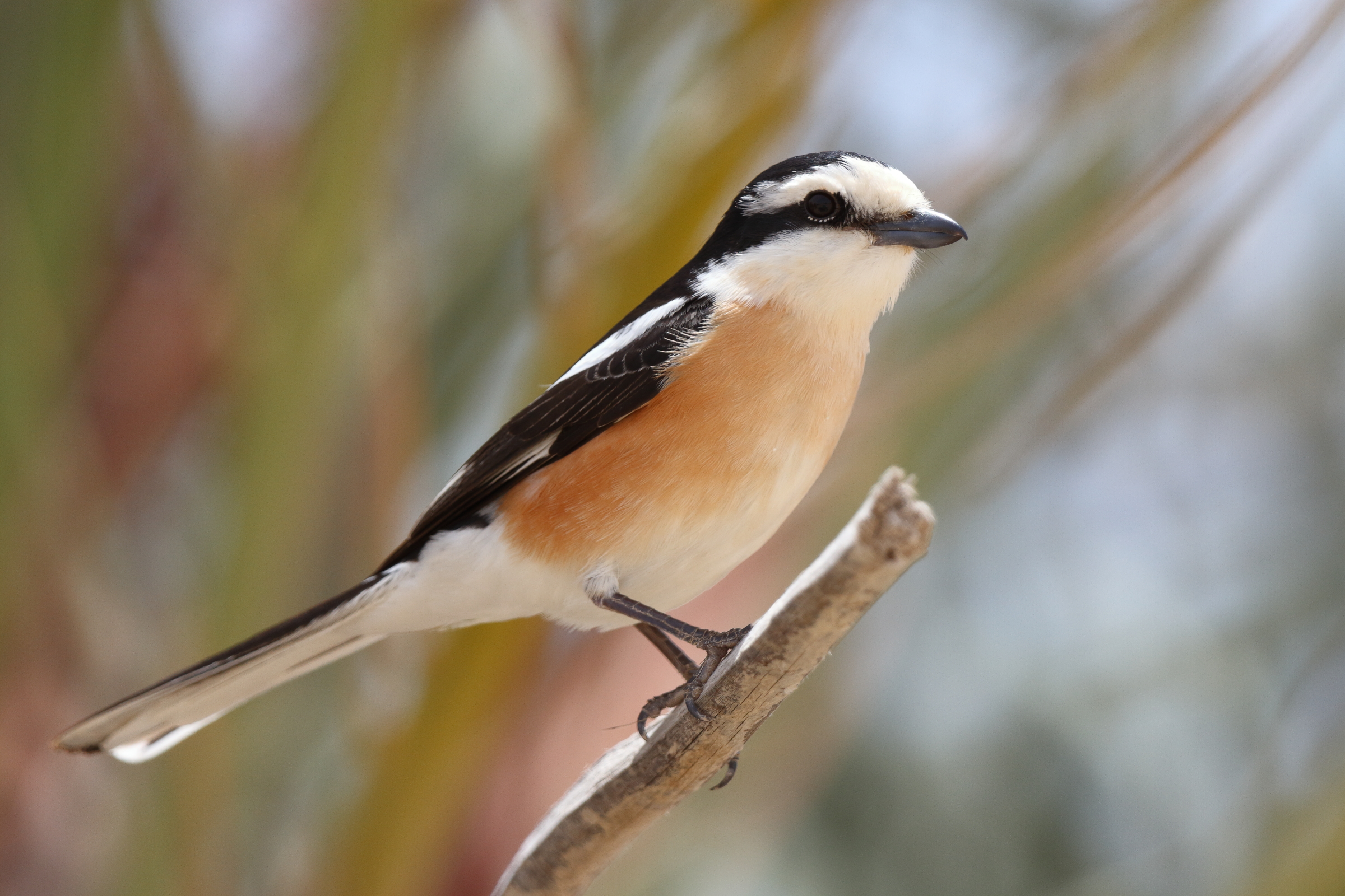 Masked Shrike. Qatar, 05 May 2013 © Neil G. Morris.