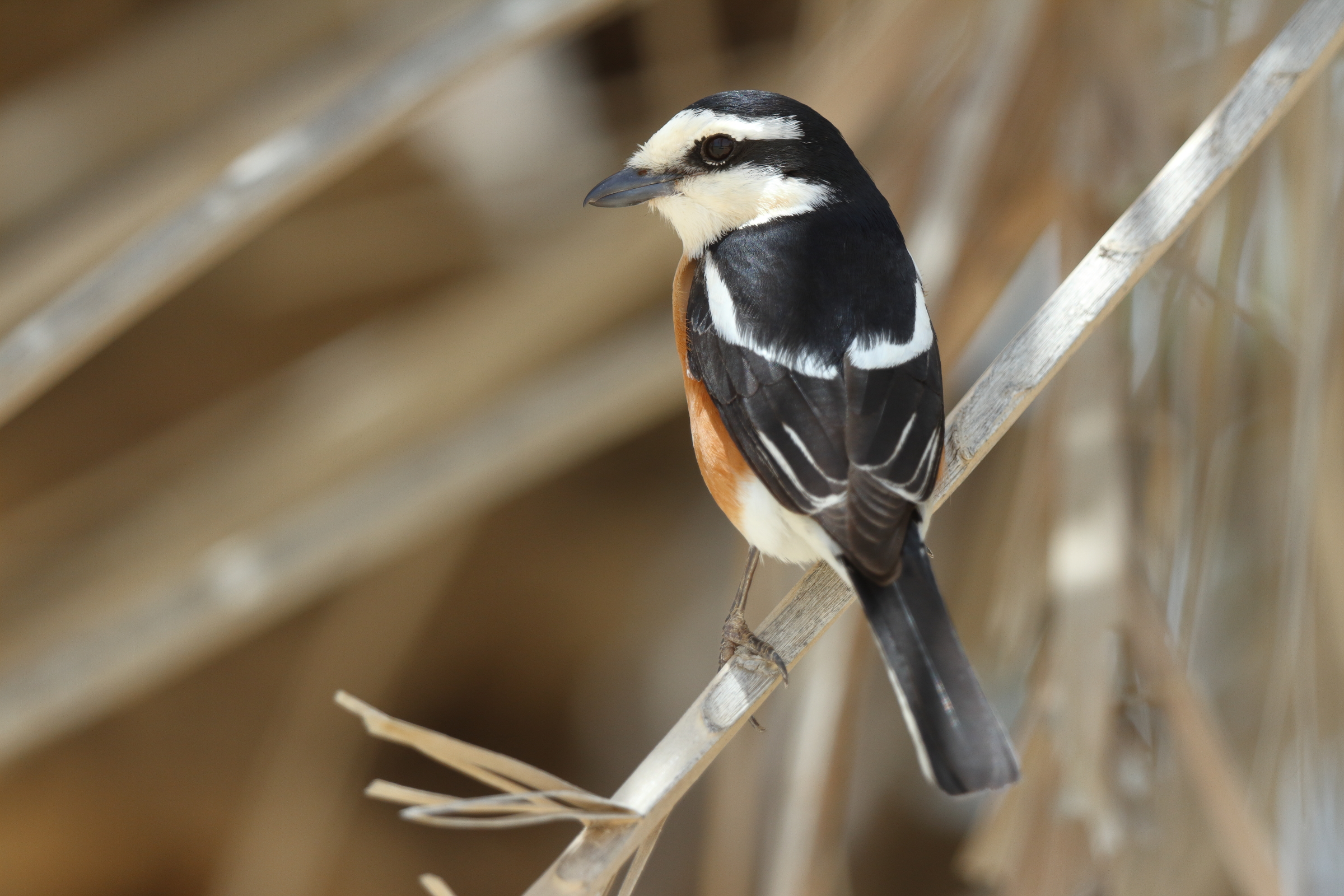 Masked Shrike. Qatar, 05 May 2013 © Neil G. Morris.