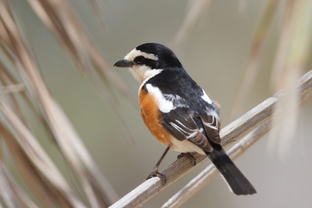 Masked Shrike. Qatar, 05 May 2013 © Neil G. Morris.