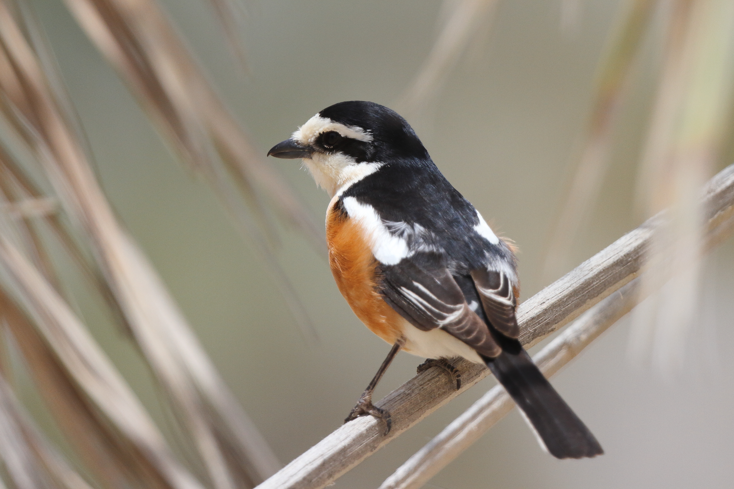 Masked Shrike. Qatar, 05 May 2013 © Neil G. Morris.
