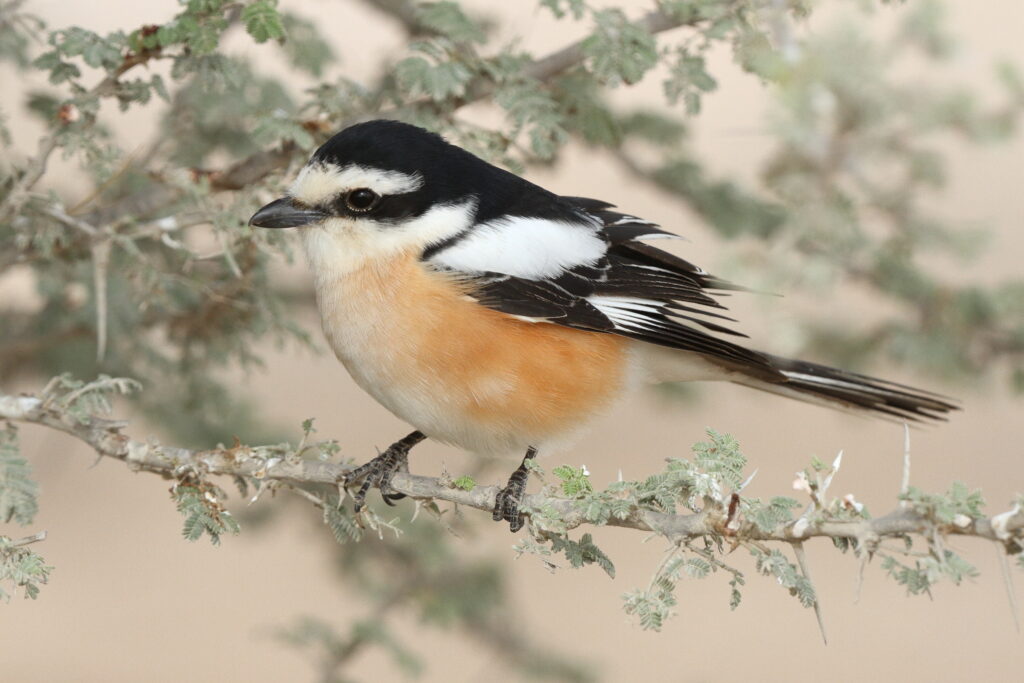 Masked Shrike. Qatar, 03 April 2014 © Neil G. Morris.