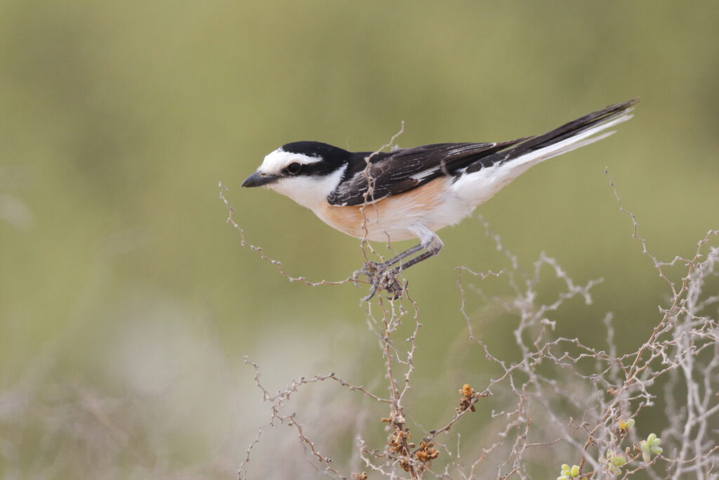 Masked Shrike. Qatar, 07 May 2014 © Neil G. Morris.