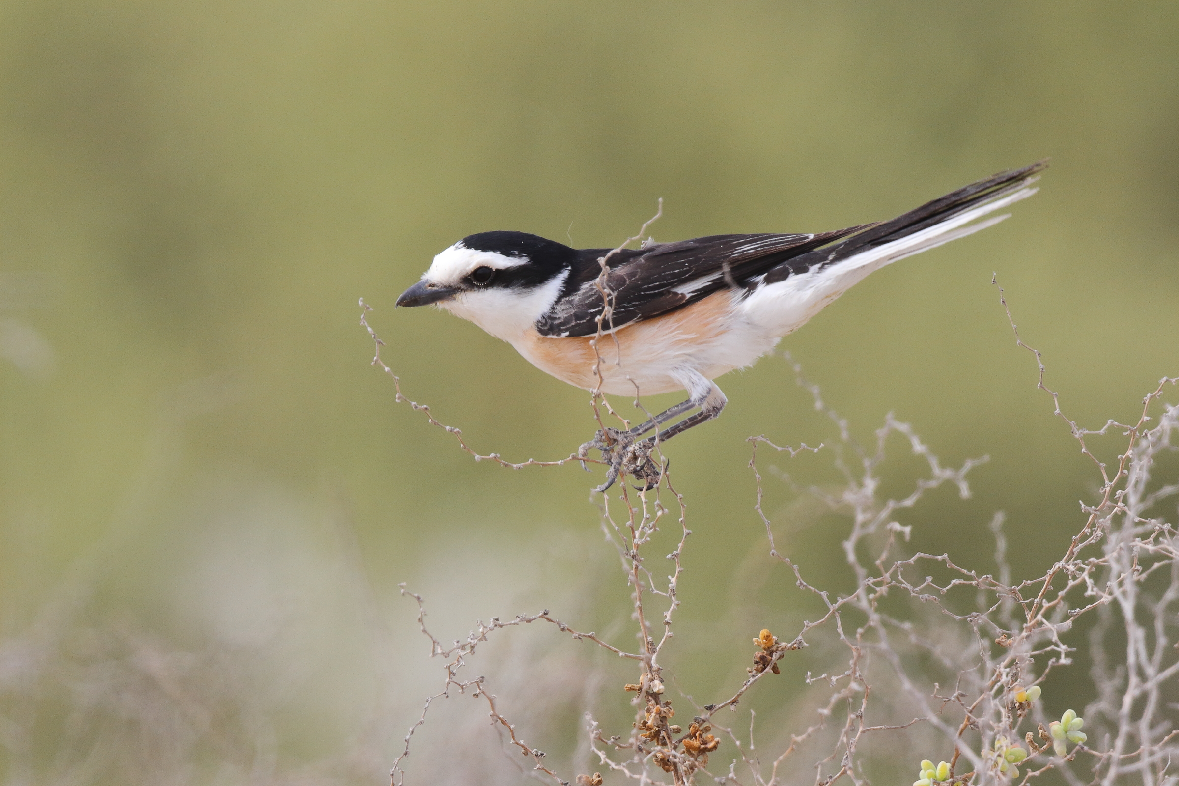 Masked Shrike. Qatar, 07 May 2014 © Neil G. Morris.