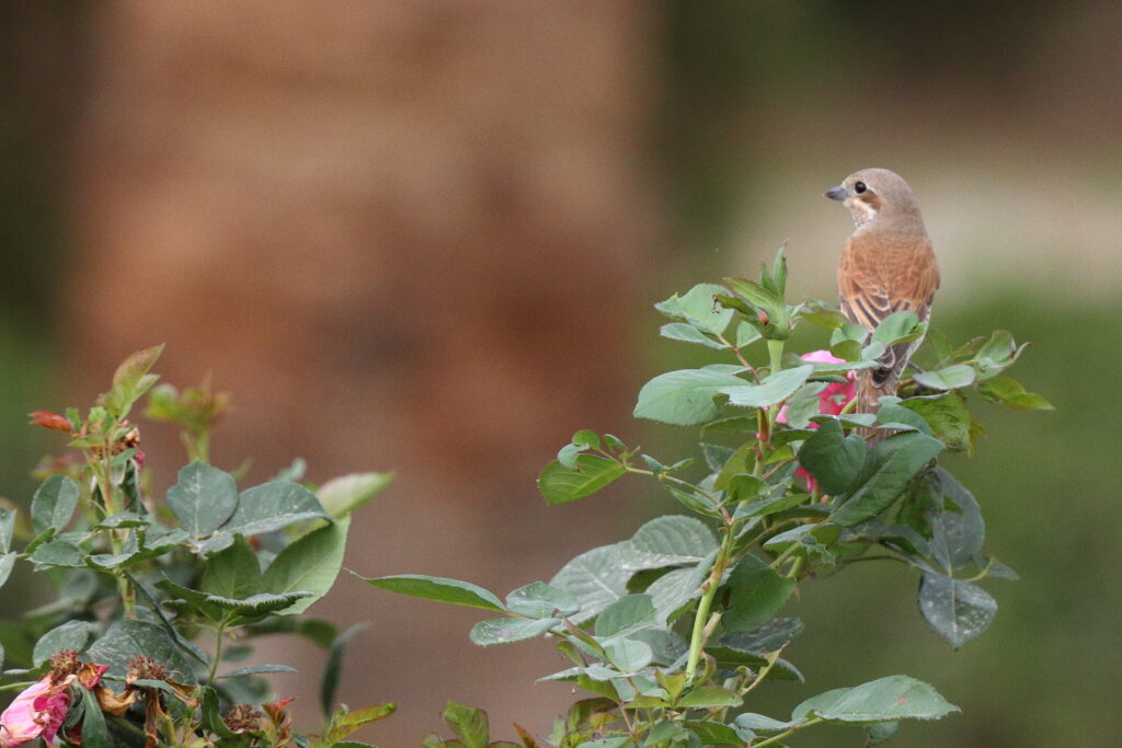 Red-backed Shrike. Qatar, 14 April 2013 © Neil G. Morris.