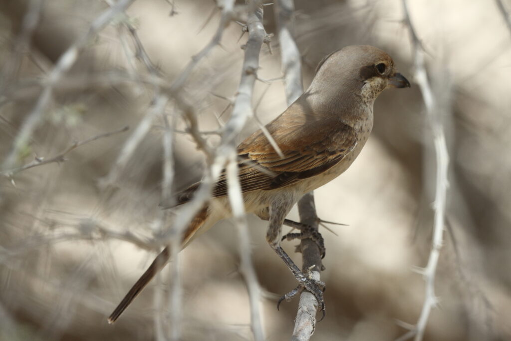 Presumed Red-backed Shrike. Qatar, 17 April 2013 © Neil G. Morris.