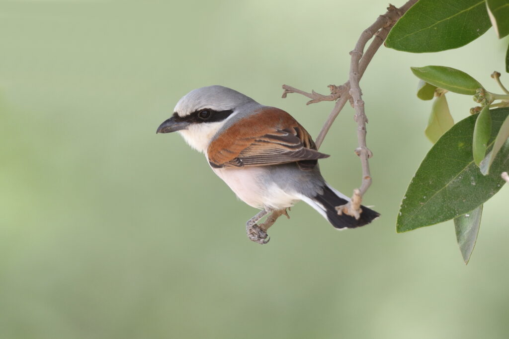 Red-backed Shrike. Qatar, 22 April 2013 © Neil G. Morris.
