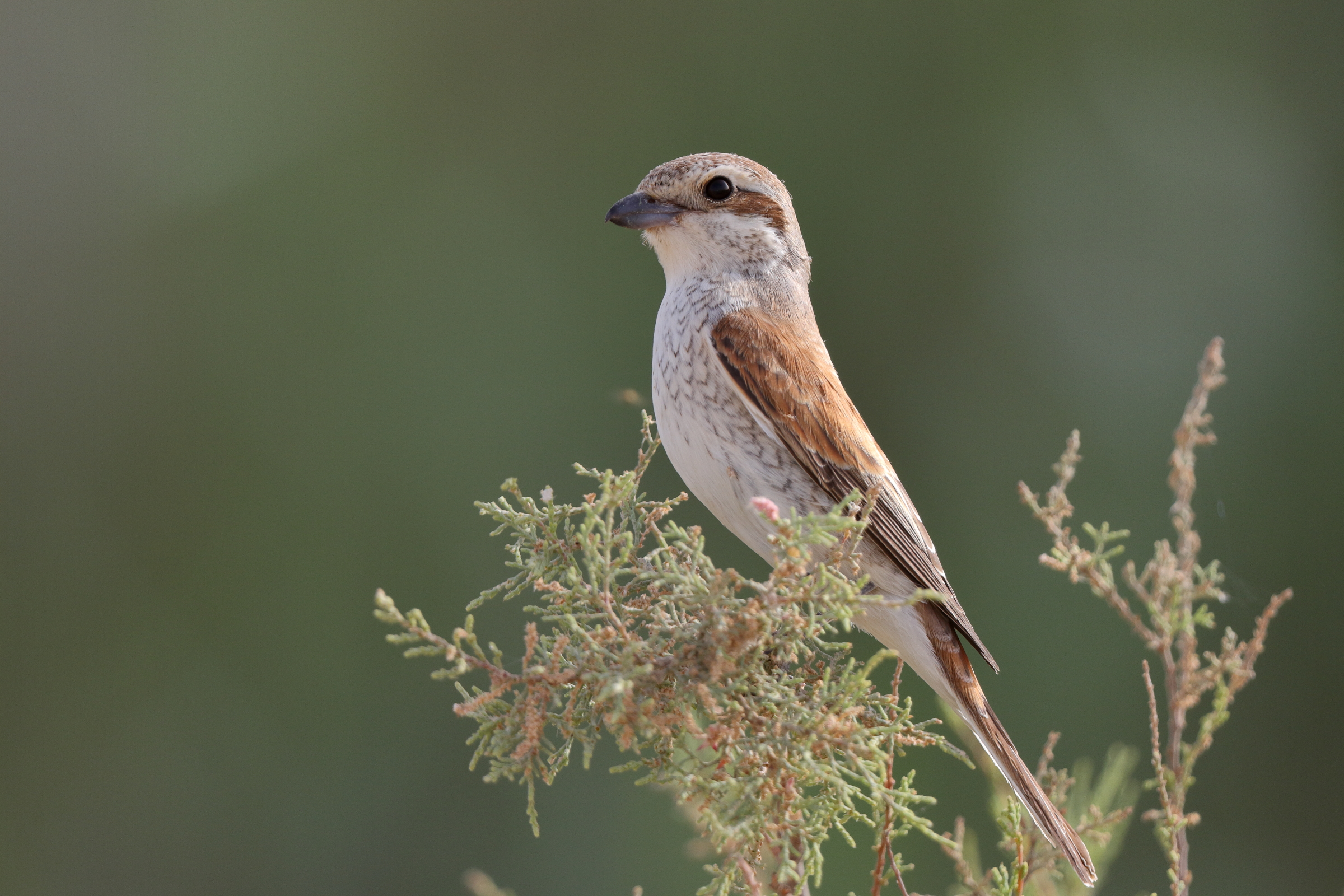 Red-backed Shrike. Qatar, 24 April 2013 © Neil G. Morris.