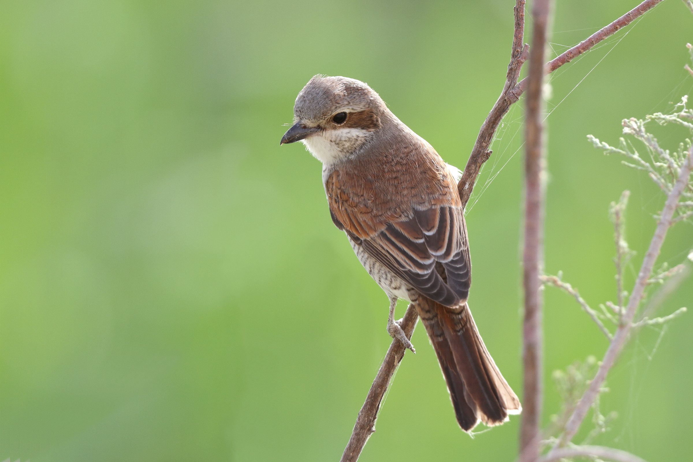 Red-backed Shrike. Qatar, 24 April 2013 © Neil G. Morris.