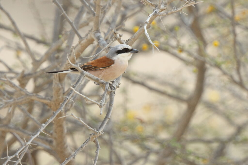 Red-backed Shrike. Qatar, 24 April 2013 © Neil G. Morris.