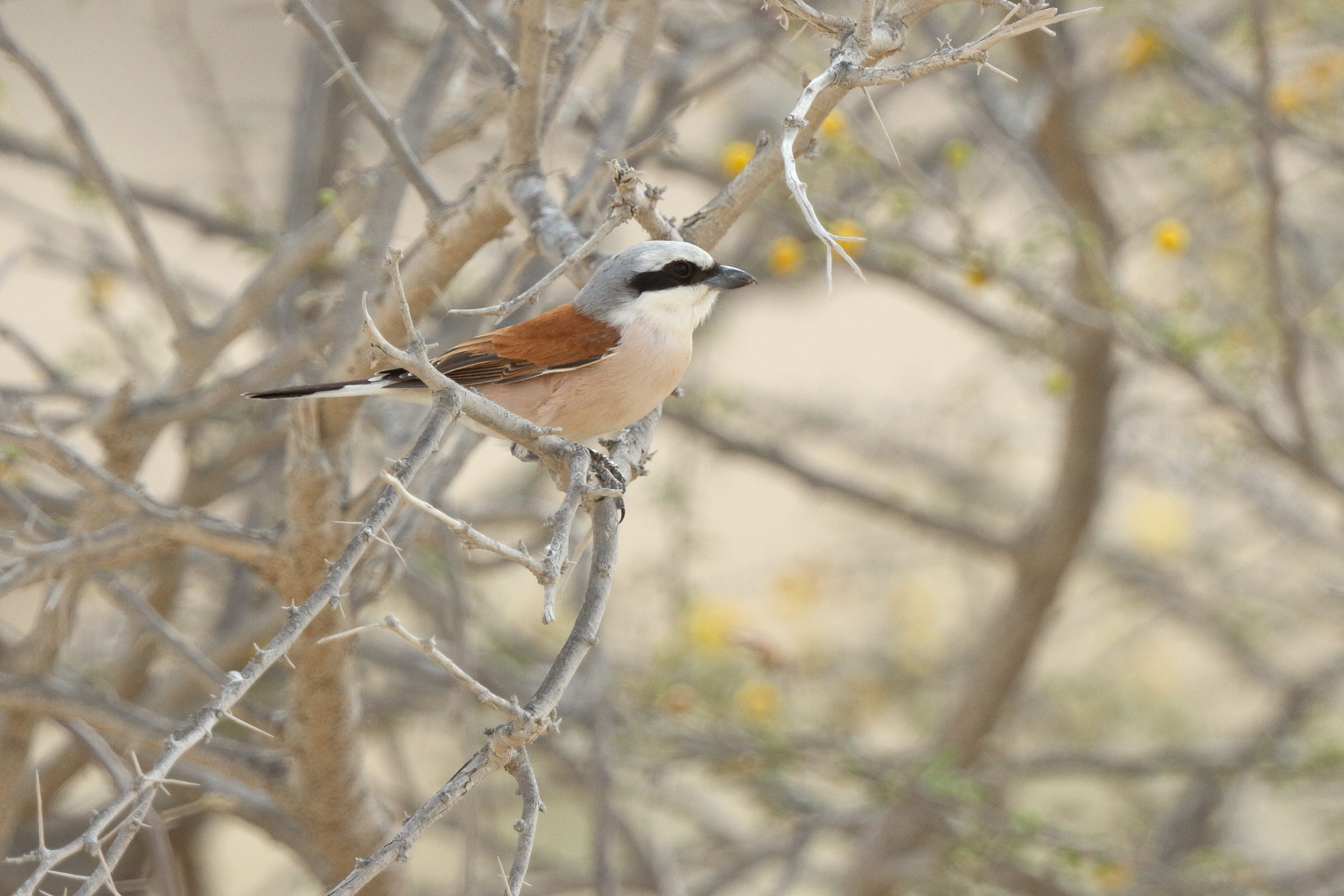 Red-backed Shrike. Qatar, 24 April 2013 © Neil G. Morris.