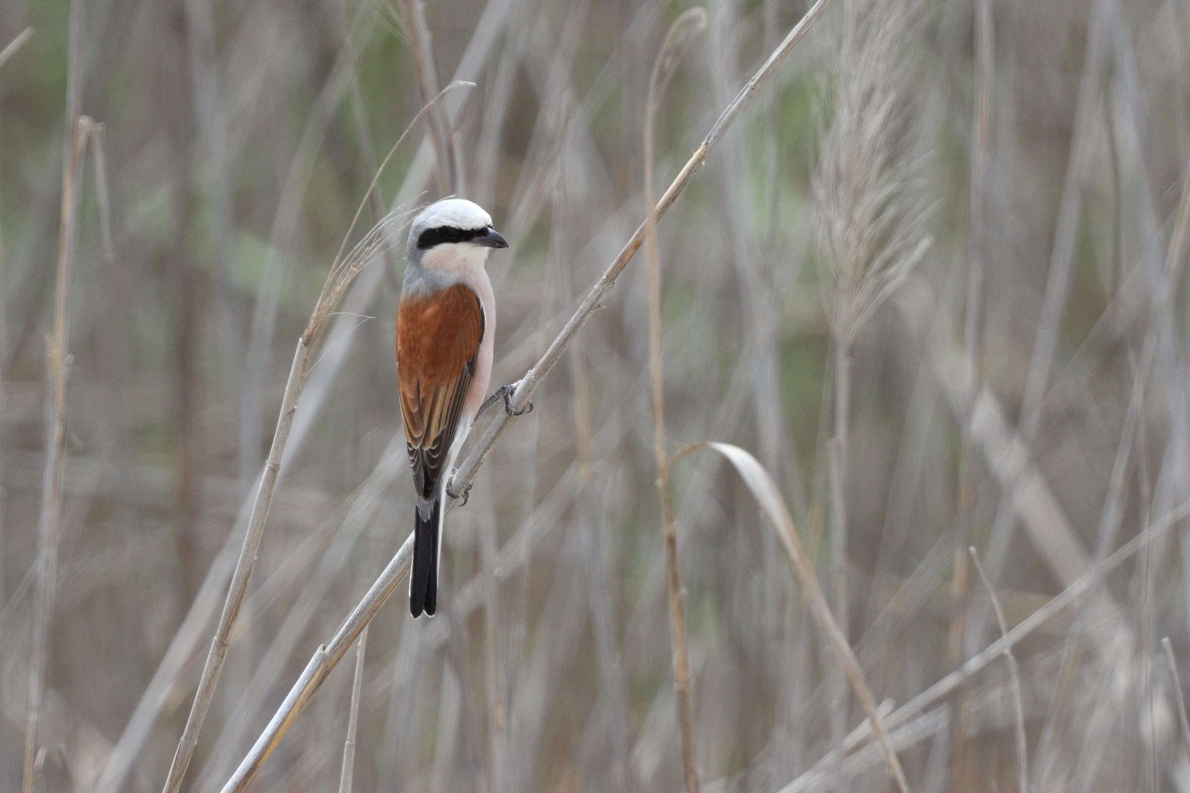 Red-backed Shrike. Qatar, 29 April 2013 © Neil G. Morris.