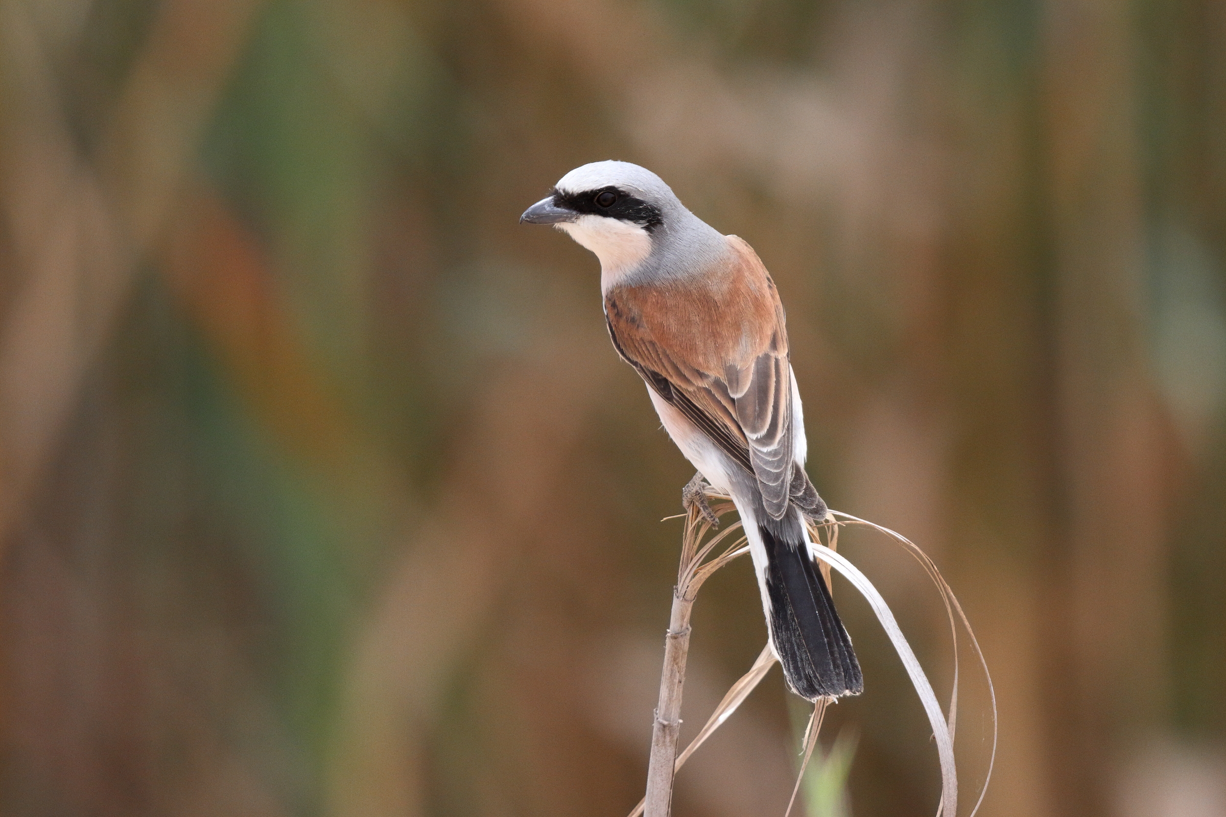 Red-backed Shrike. Qatar, 29 April 2013 © Neil G. Morris.