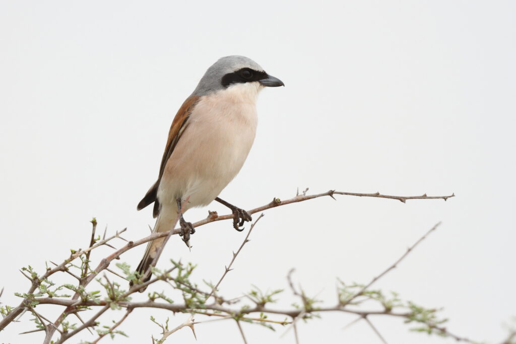 Red-backed Shrike. Qatar, 30 April 2013 © Neil G. Morris.