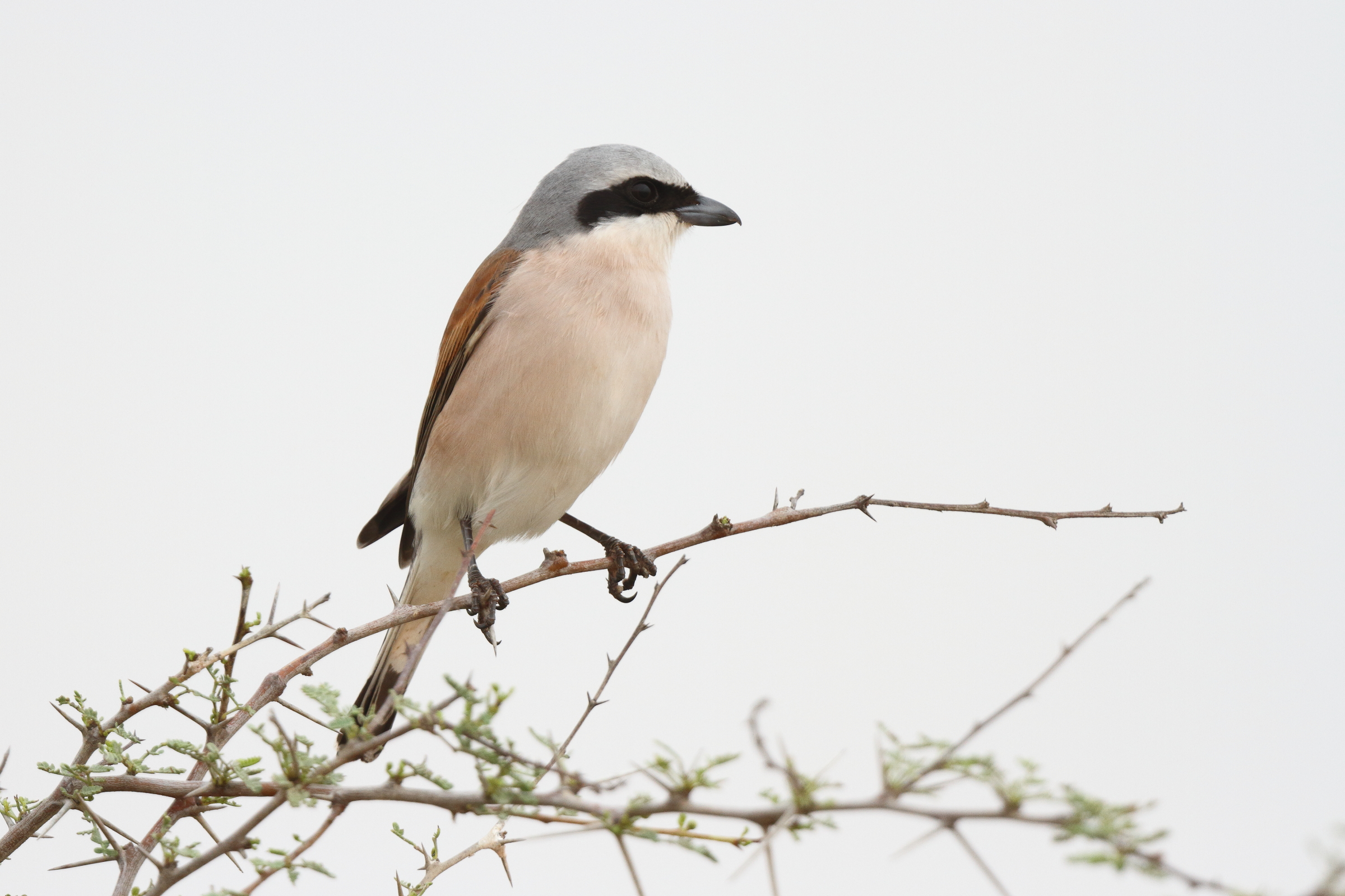 Red-backed Shrike. Qatar, 30 April 2013 © Neil G. Morris.