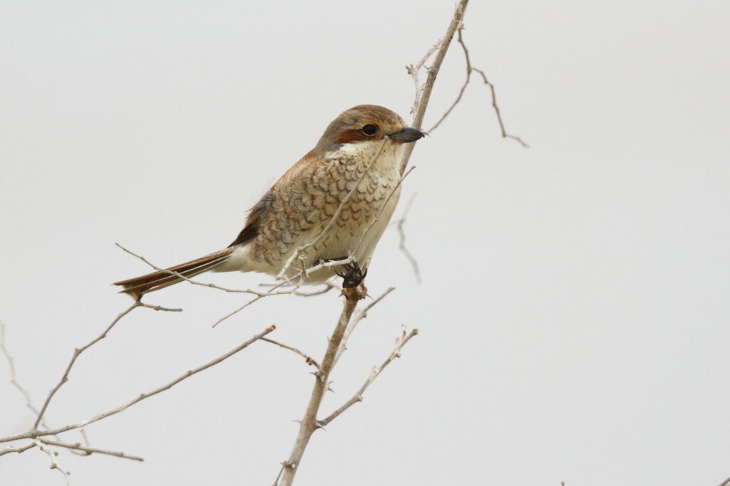 Red-backed Shrike. Qatar, 30 April 2013 © Neil G. Morris.