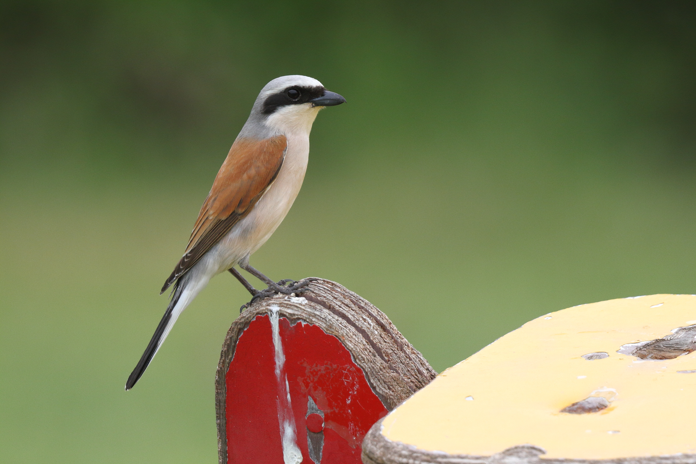 Red-backed Shrike. Qatar, 08 May 2013 © Neil G. Morris.
