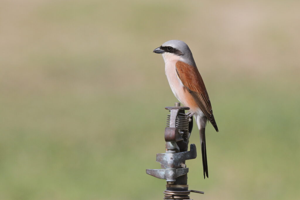 Red-backed Shrike. Qatar, 05 May 2014 © Neil G. Morris.