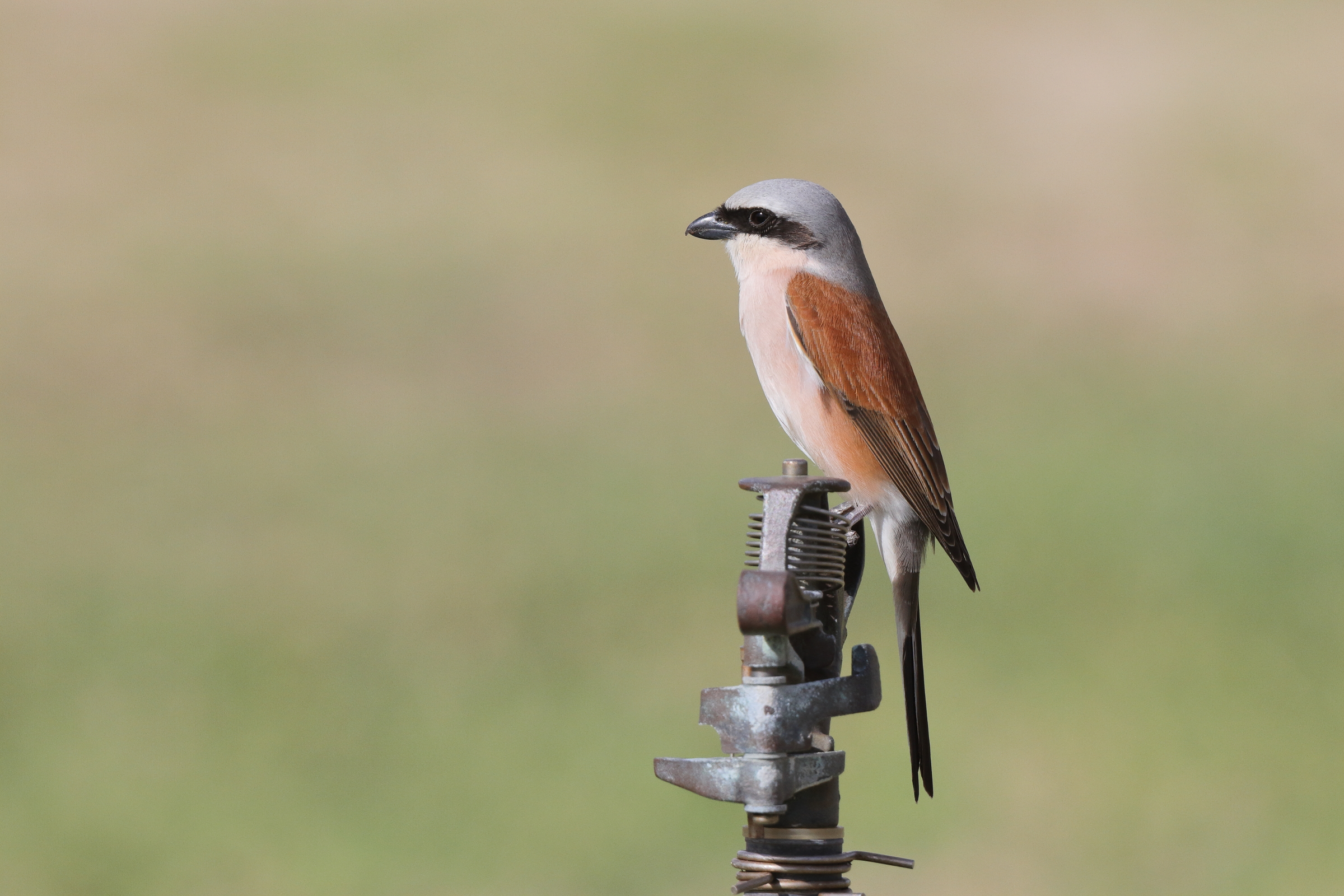 Red-backed Shrike. Qatar, 05 May 2014 © Neil G. Morris.