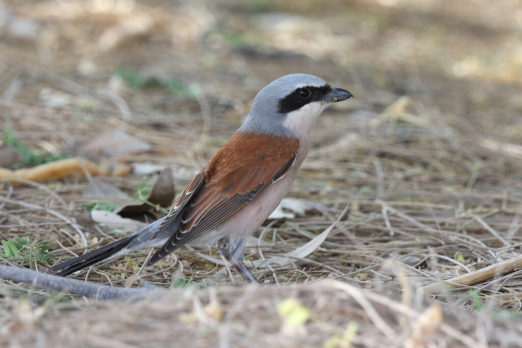 Red-backed Shrike. Qatar, 05 May 2014 © Neil G. Morris.