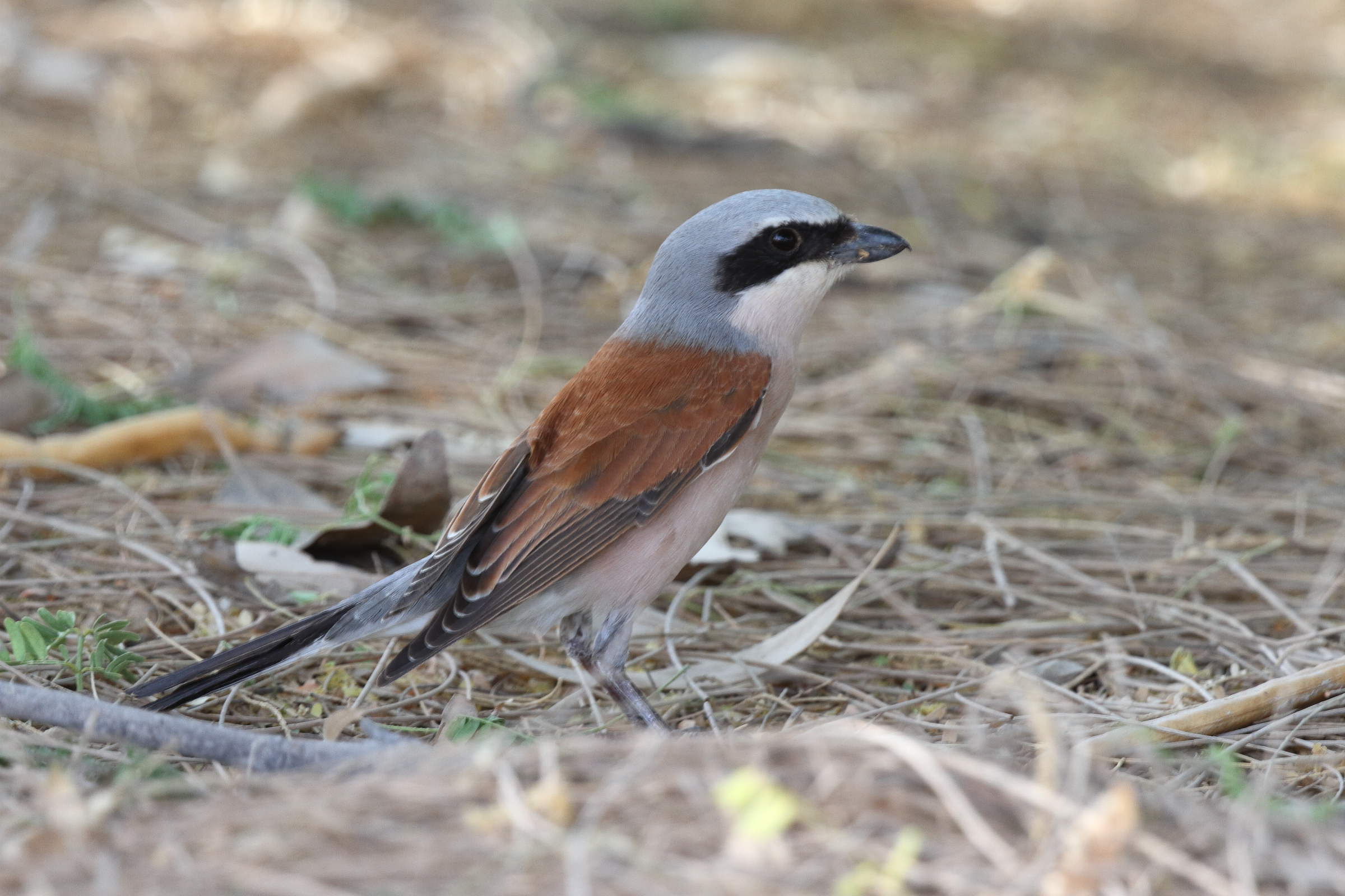 Red-backed Shrike. Qatar, 05 May 2014 © Neil G. Morris.