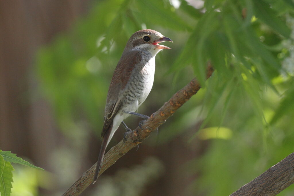Red-backed Shrike. Qatar, 07 May 2014 © Neil G. Morris.