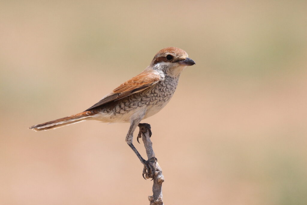 Red-backed Shrike. Qatar, 07 May 2014 © Neil G. Morris.