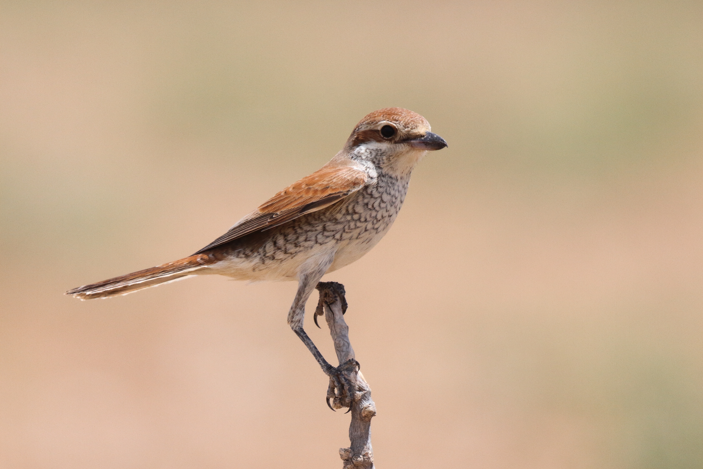 Red-backed Shrike. Qatar, 07 May 2014 © Neil G. Morris.