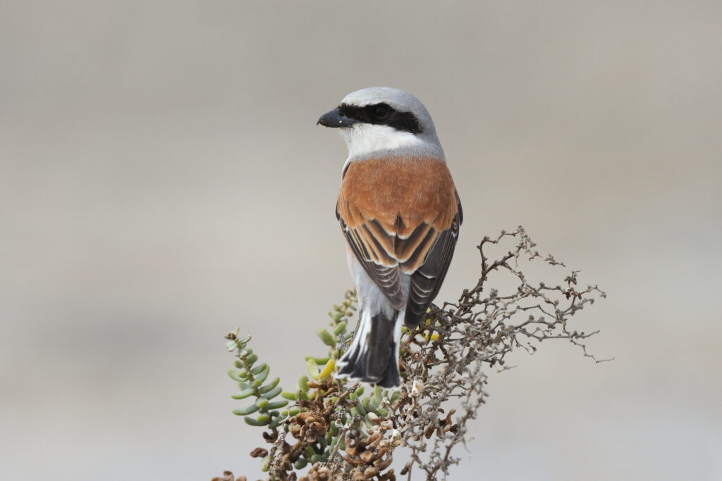 Red-backed Shrike. Qatar, 07 May 2014 © Neil G. Morris.