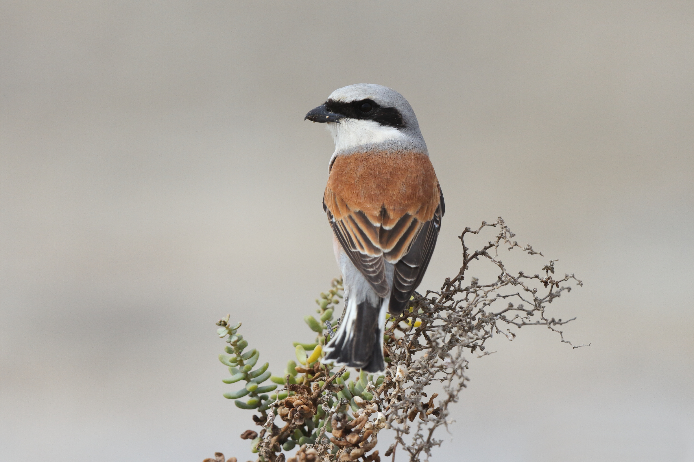 Red-backed Shrike. Qatar, 07 May 2014 © Neil G. Morris.