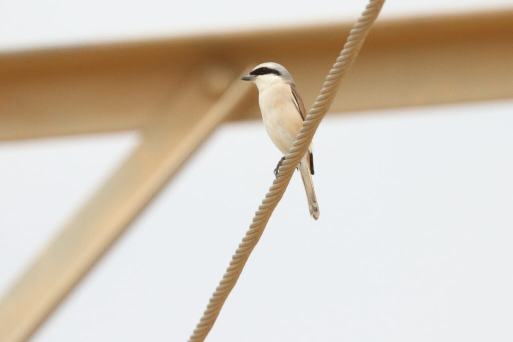 Red-backed x Red-tailed Shrike hybrid. Qatar, 28 April 2013 © Neil G. Morris.