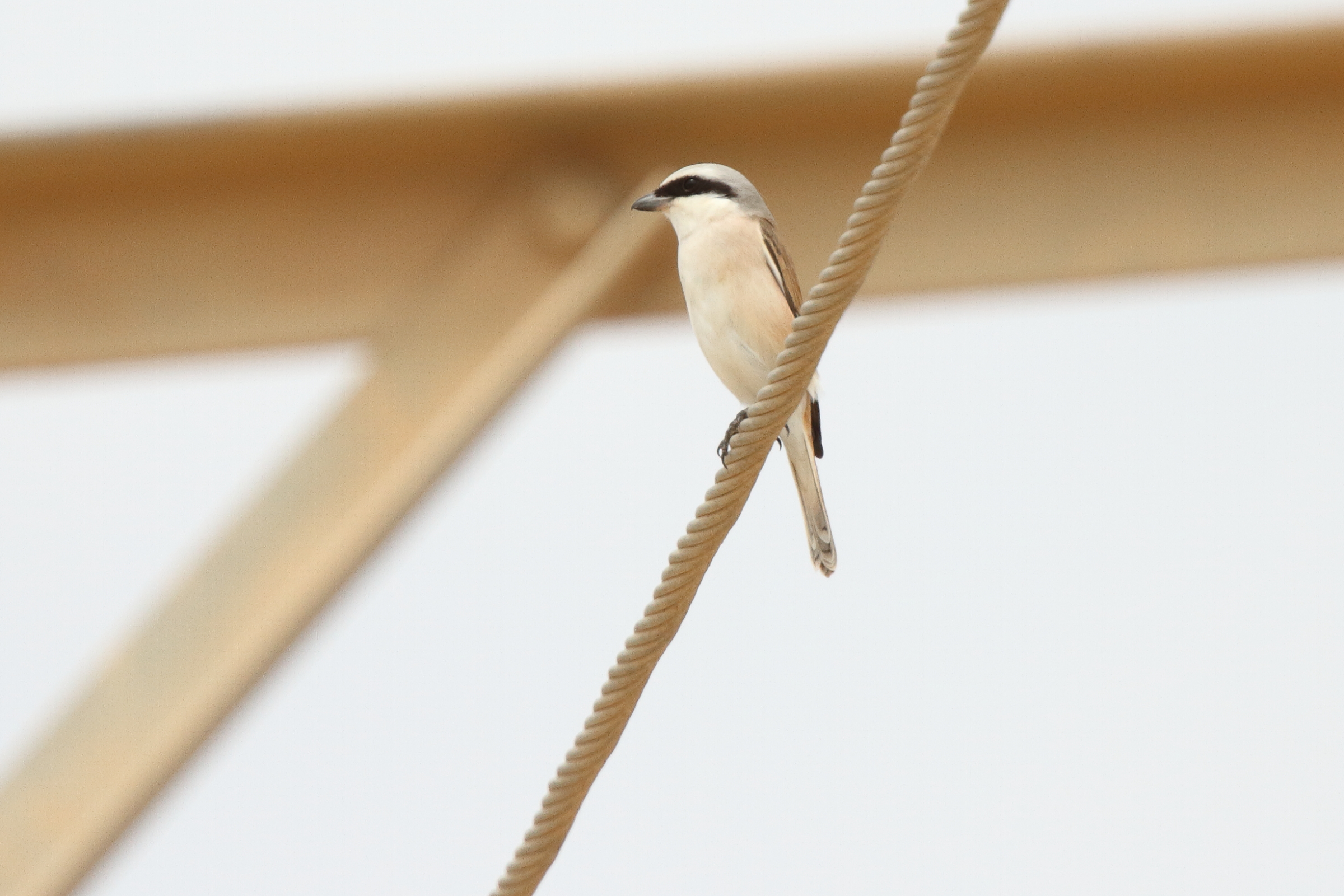 Red-backed x Red-tailed Shrike hybrid. Qatar, 28 April 2013 © Neil G. Morris.