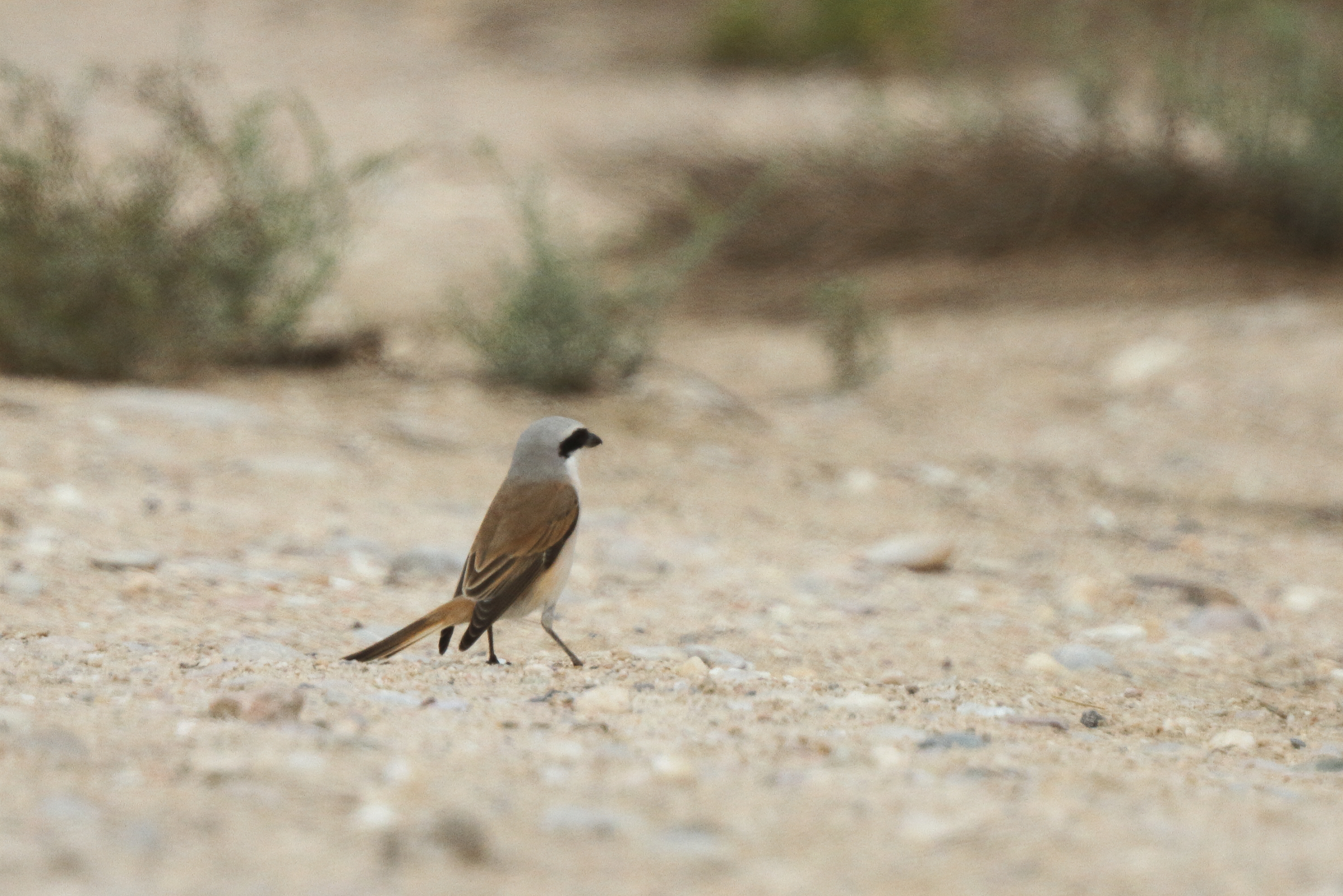 Red-backed x Red-tailed Shrike hybrid. Qatar, 28 April 2013 © Neil G. Morris.