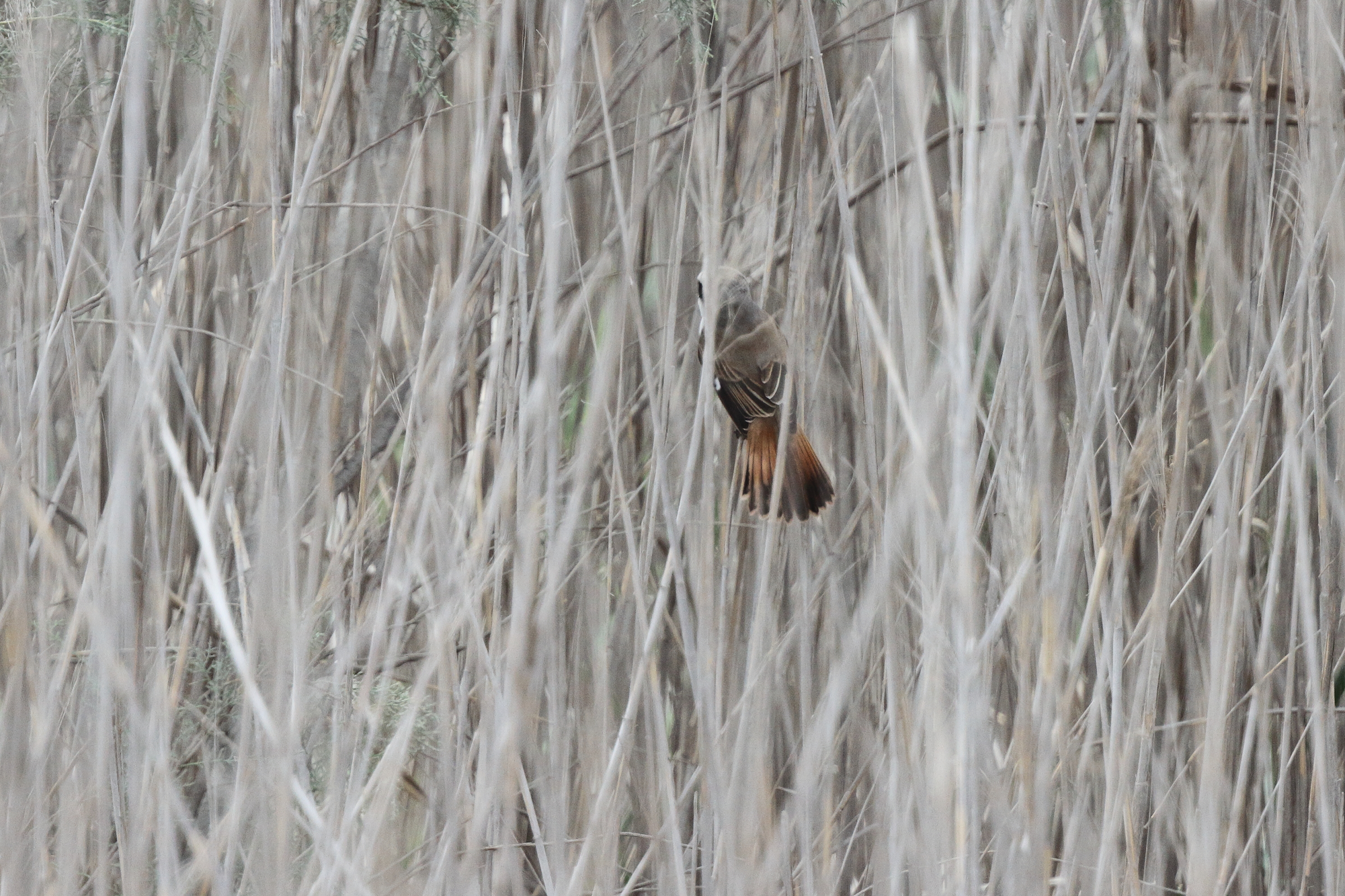 Red-backed x Red-tailed Shrike hybrid. Qatar, 29 April 2013 © Neil G. Morris.