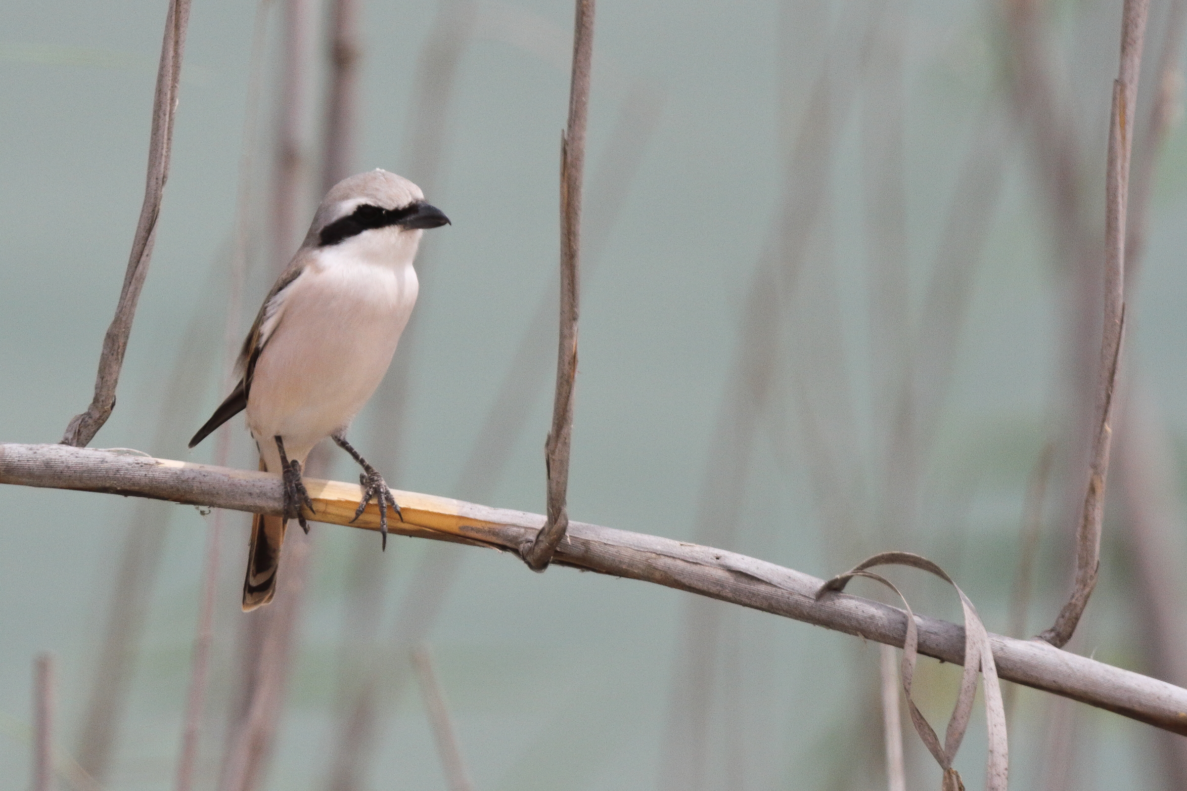 Red-backed x Red-tailed Shrike hybrid. Qatar, 29 April 2013 © Neil G. Morris.