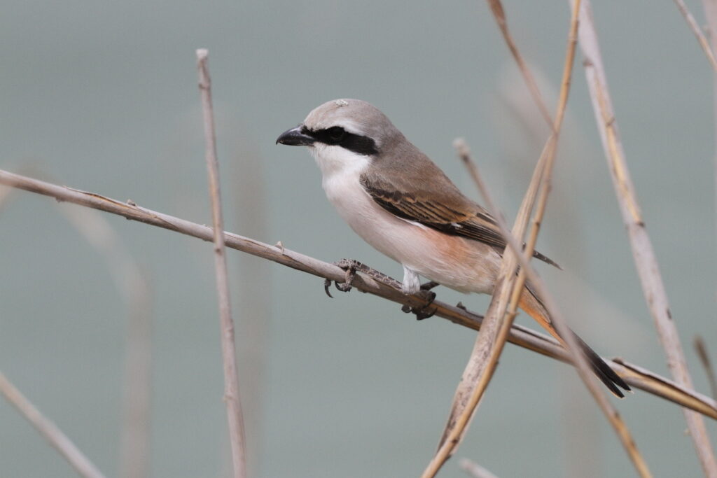 Red-backed x Red-tailed Shrike hybrid. Qatar, 29 April 2013 © Neil G. Morris.