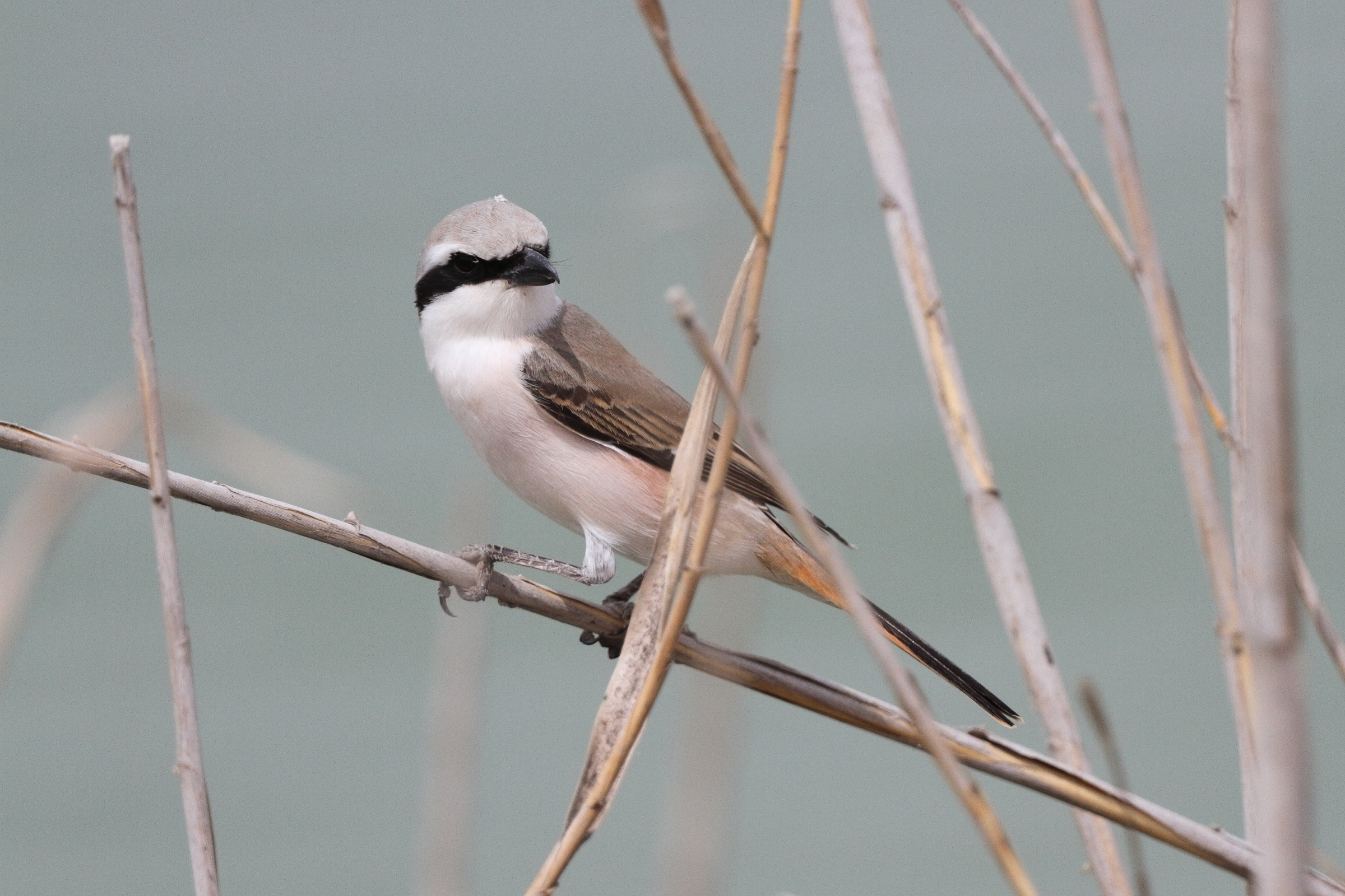 Red-backed x Red-tailed Shrike hybrid. Qatar, 29 April 2013 © Neil G. Morris.