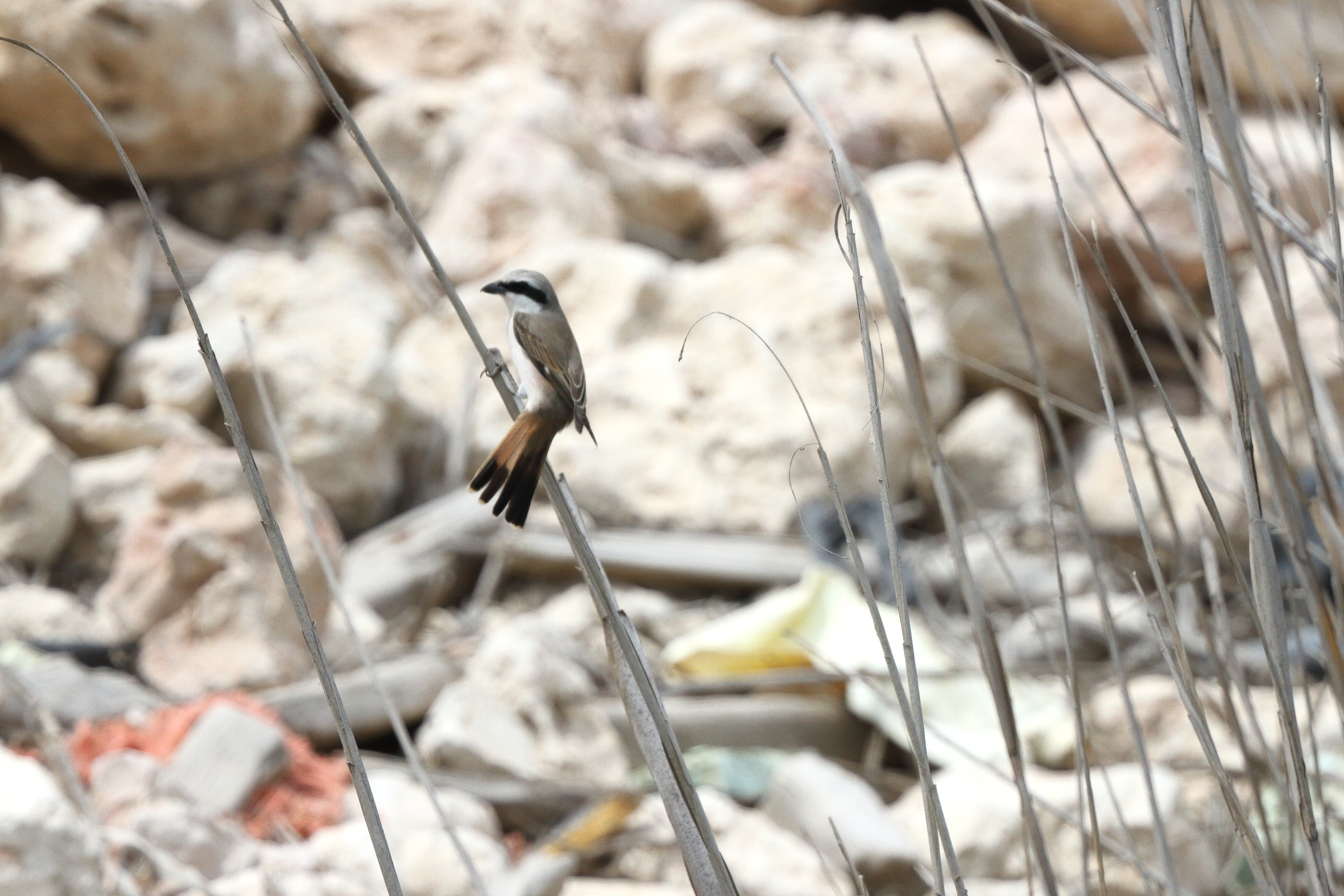 Red-backed x Red-tailed Shrike hybrid. Qatar, 29 April 2013 © Neil G. Morris.
