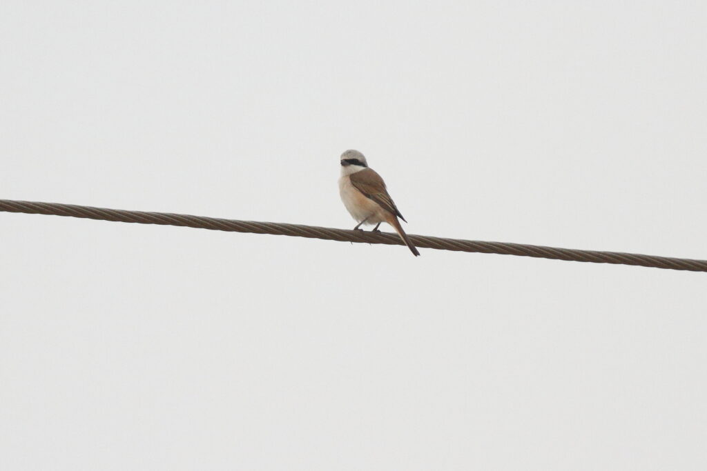 Red-backed x Red-tailed Shrike hybrid. Qatar, 30 April 2013 © Neil G. Morris.