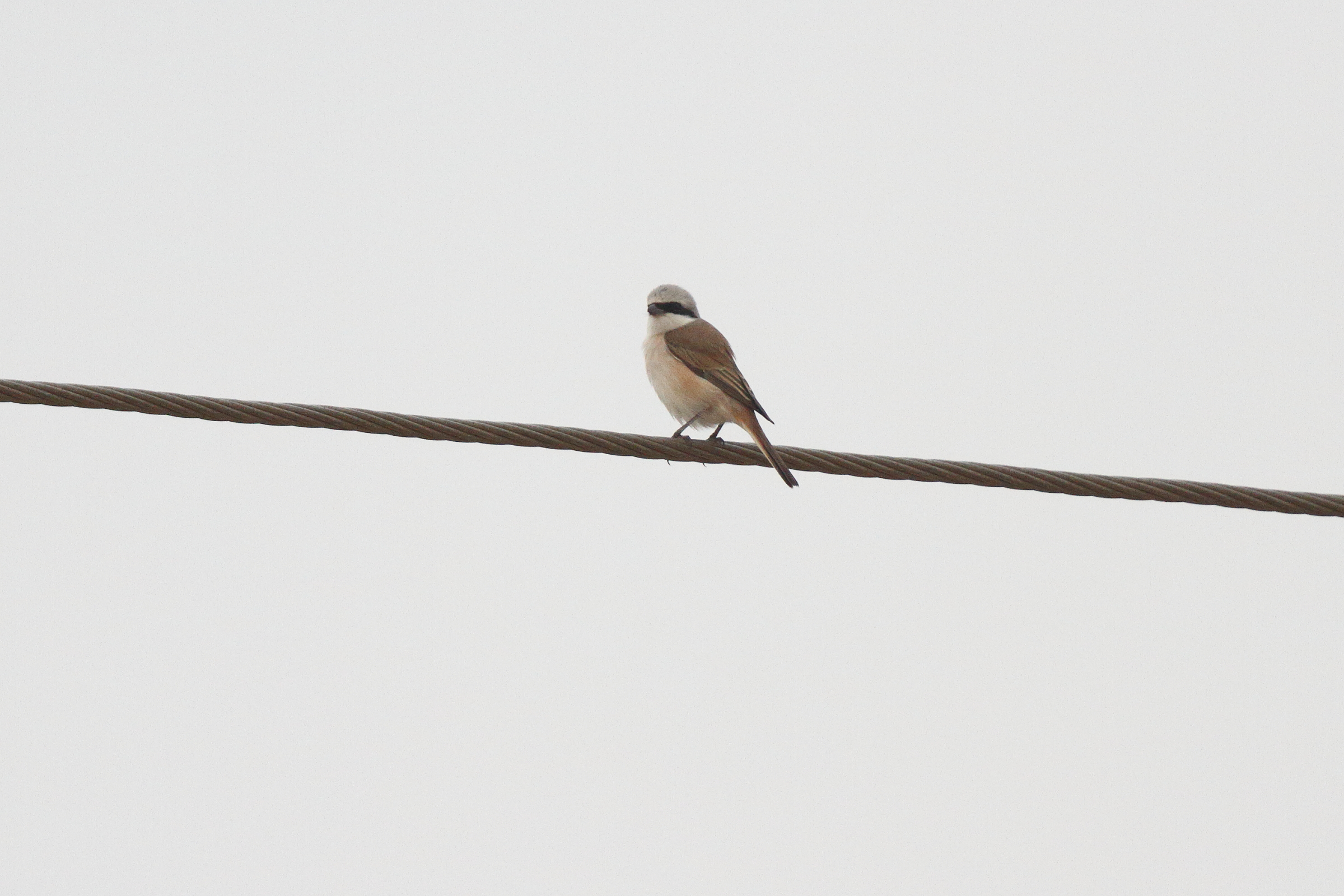 Red-backed x Red-tailed Shrike hybrid. Qatar, 30 April 2013 © Neil G. Morris.