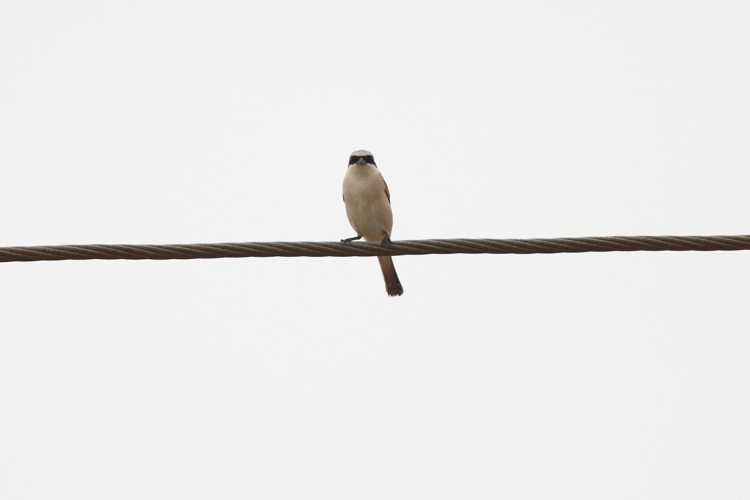 Red-backed x Red-tailed Shrike hybrid. Qatar, 30 April 2013 © Neil G. Morris.