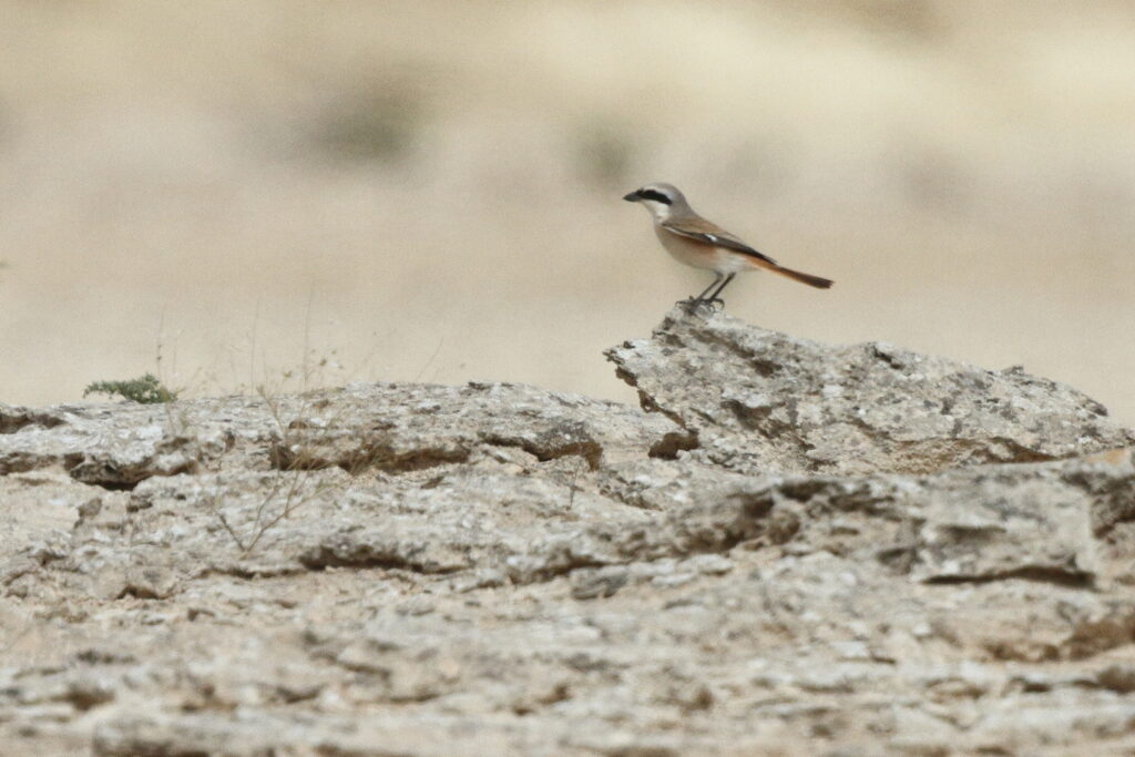 Red-backed x Red-tailed Shrike hybrid. Qatar, 03 April 2014 © Neil G. Morris.