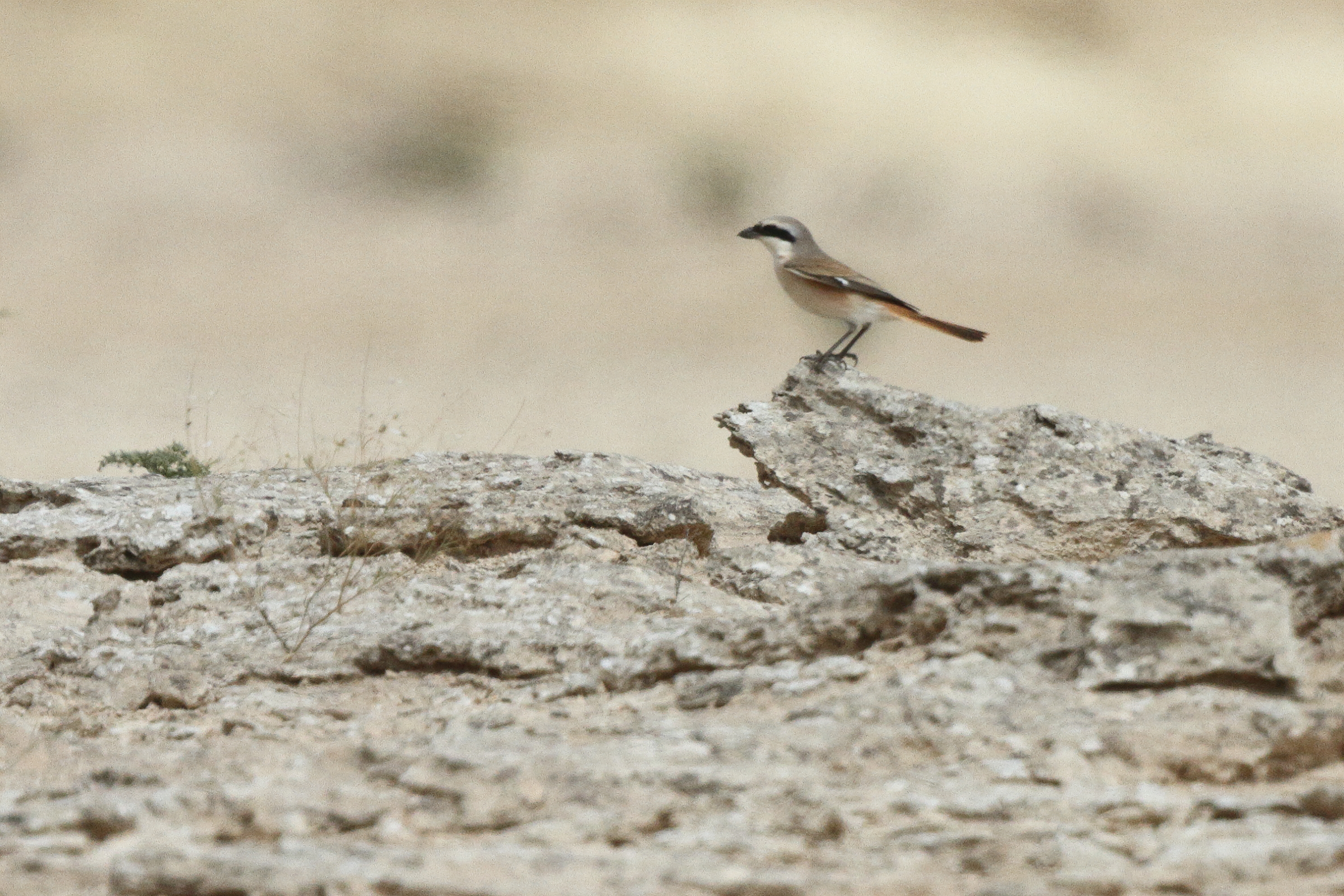 Red-backed x Red-tailed Shrike hybrid. Qatar, 03 April 2014 © Neil G. Morris.